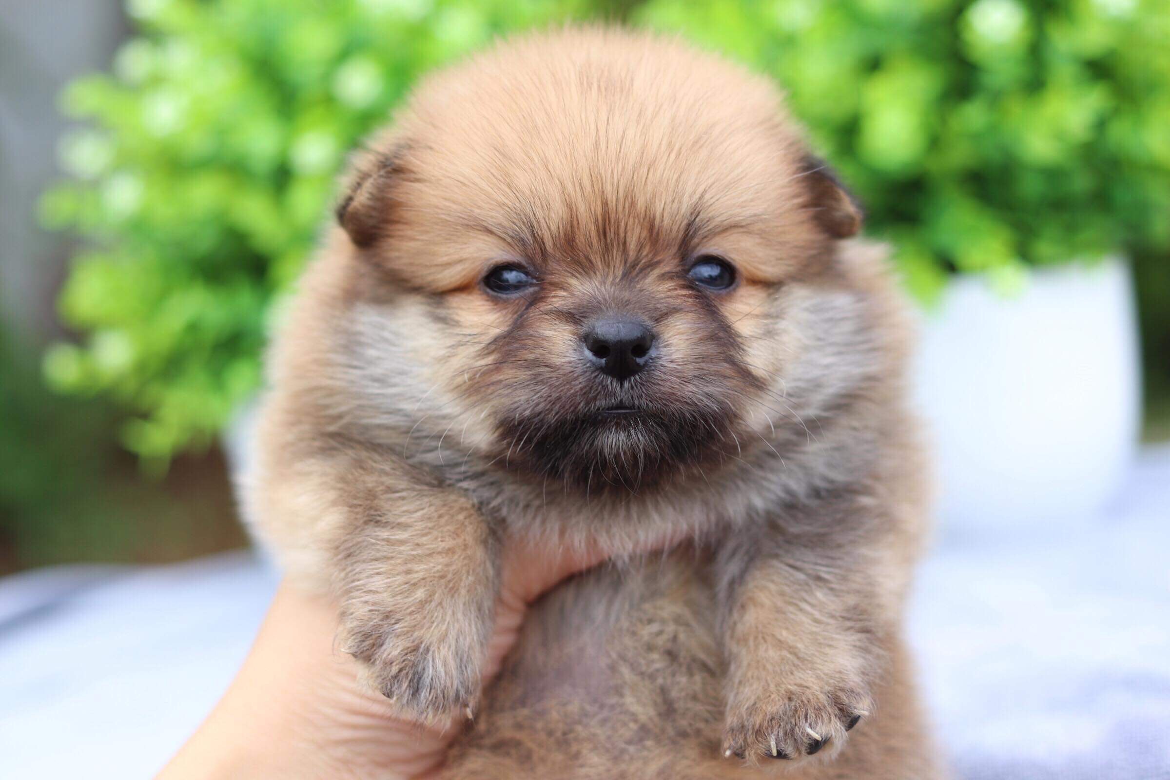 ปอมเมอเรเนียน เพศผู้