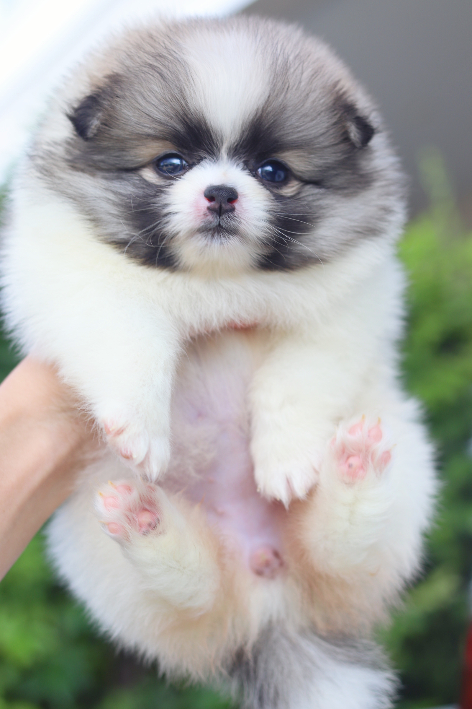 ปอมเมอเรเนียน เพศเมียสีแฟนซี