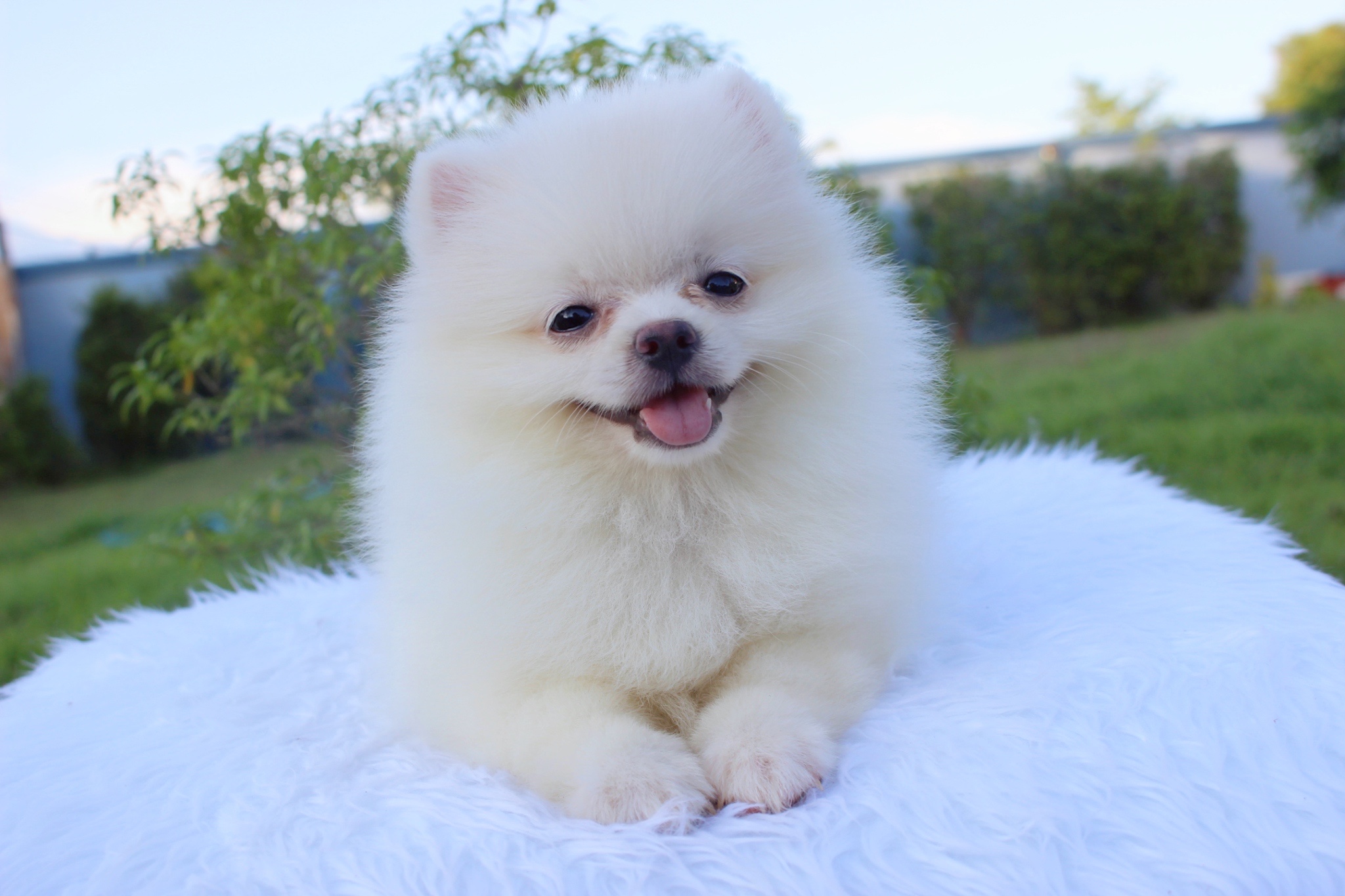 น้องปอมเมอเรเนียน เพศเมีย สีขาวครีม