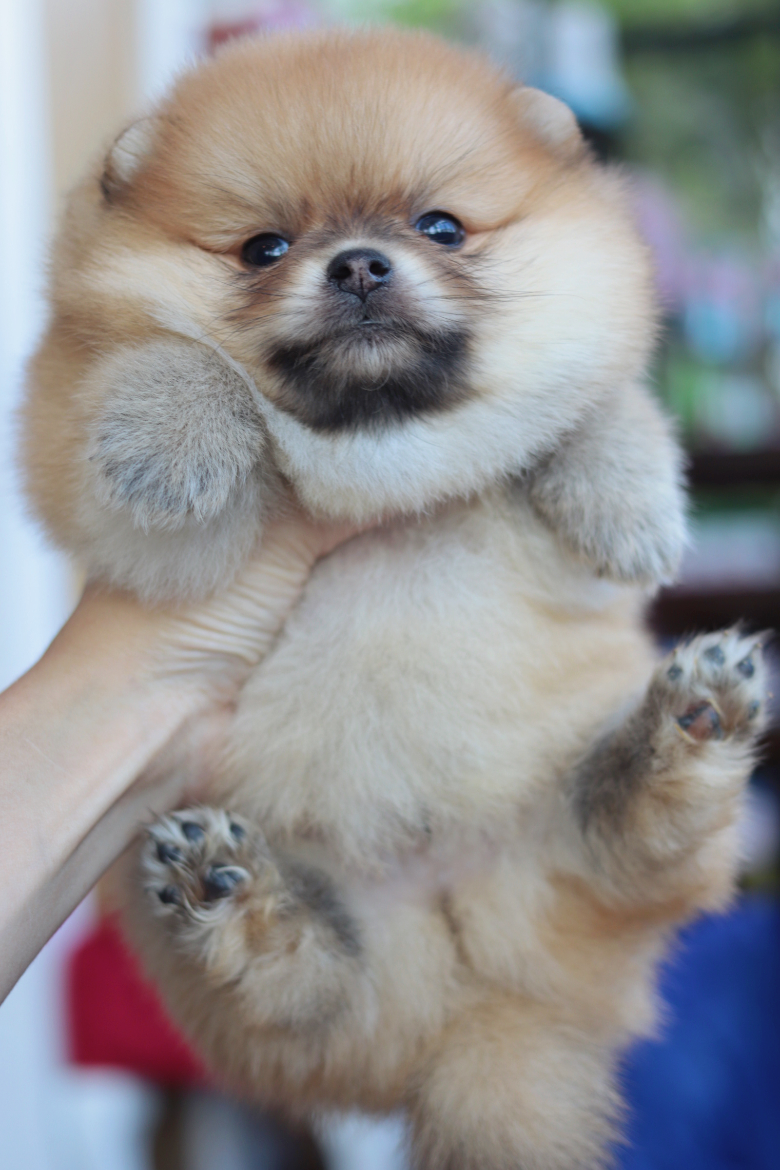 ปอมเมอเรเนียน เพศผู้ สีส้ม