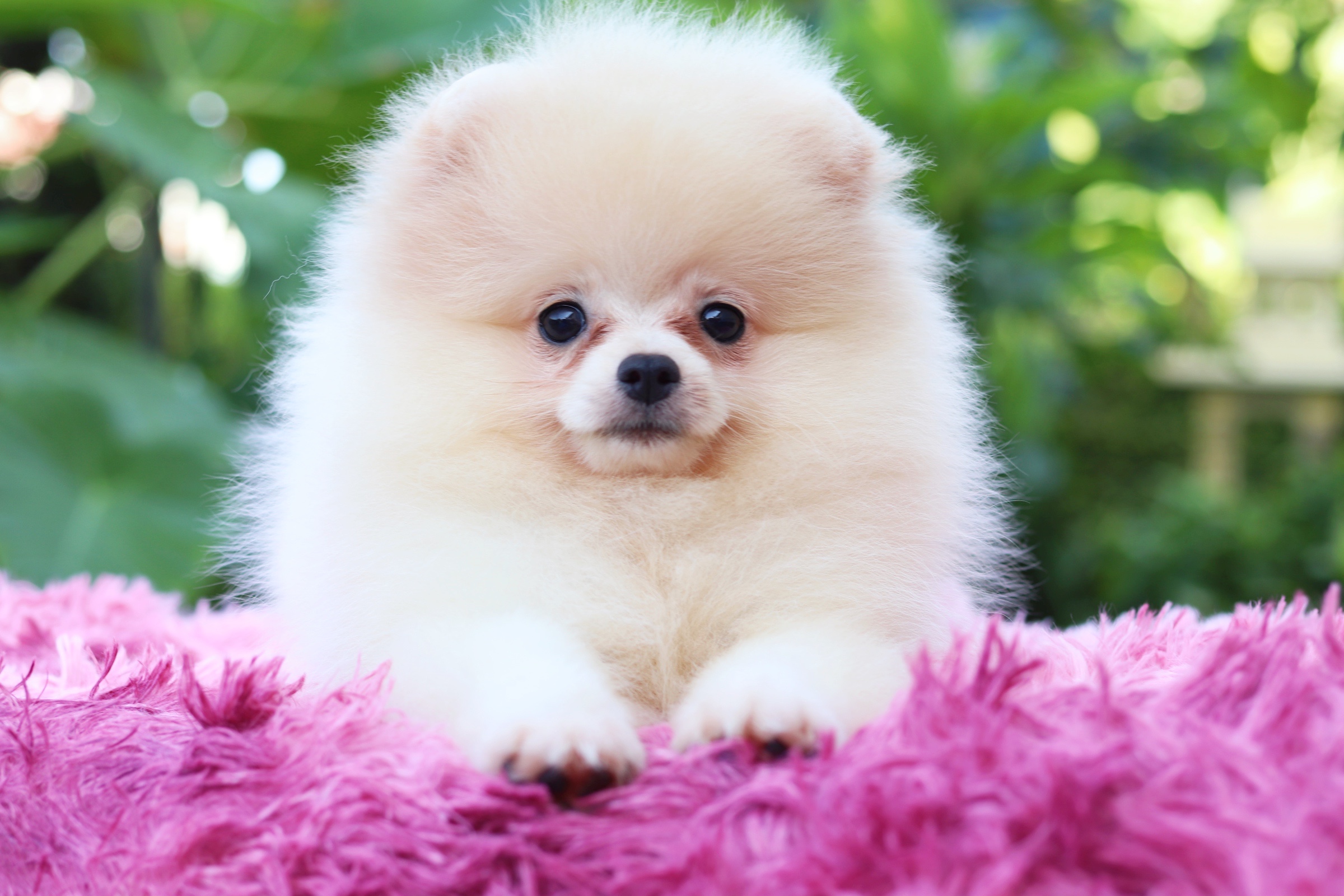 ปอมเมอเรเนียน เพศเมียสีครีม