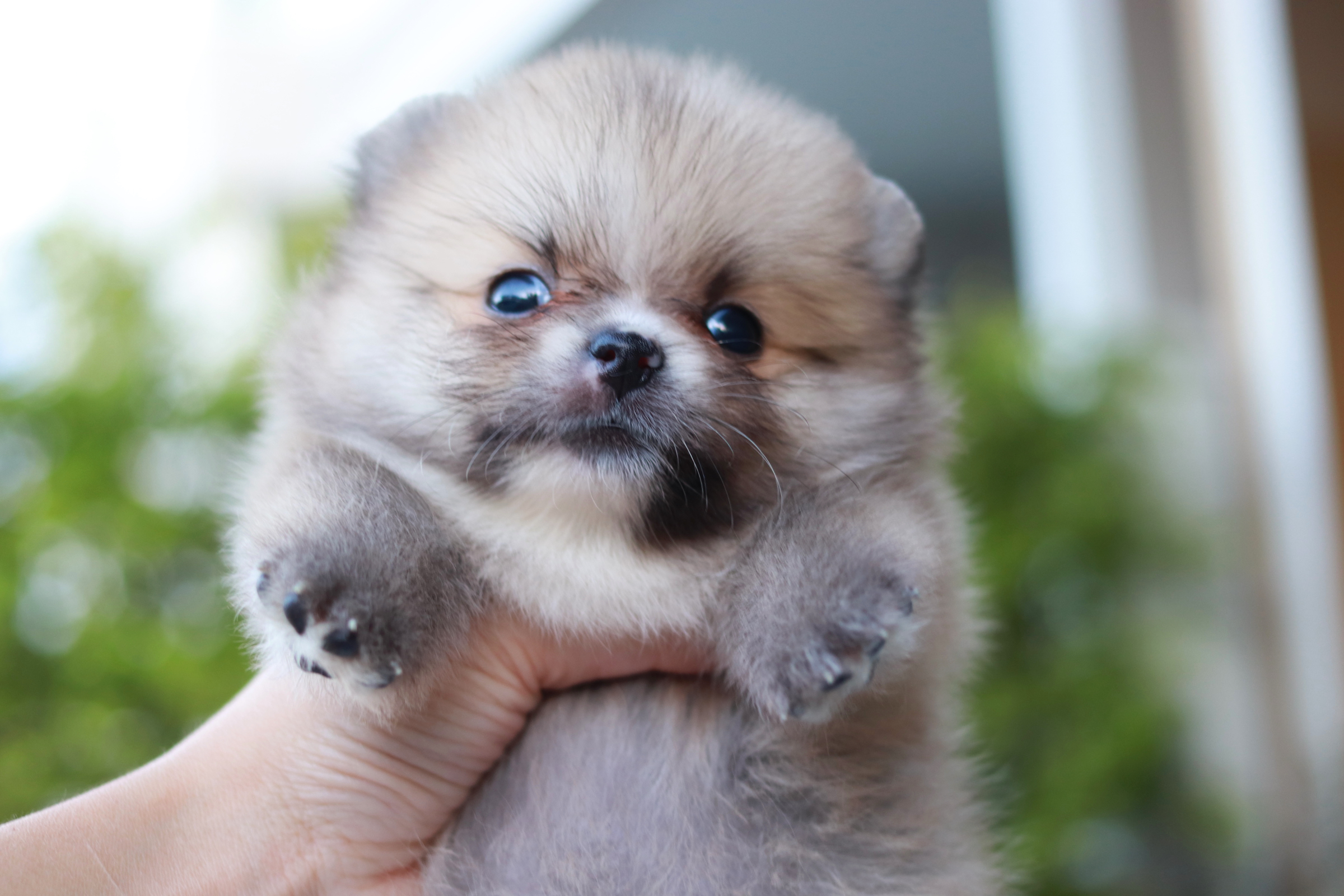 ปอมเมอเรเนียน เพศเมียสีส้ม