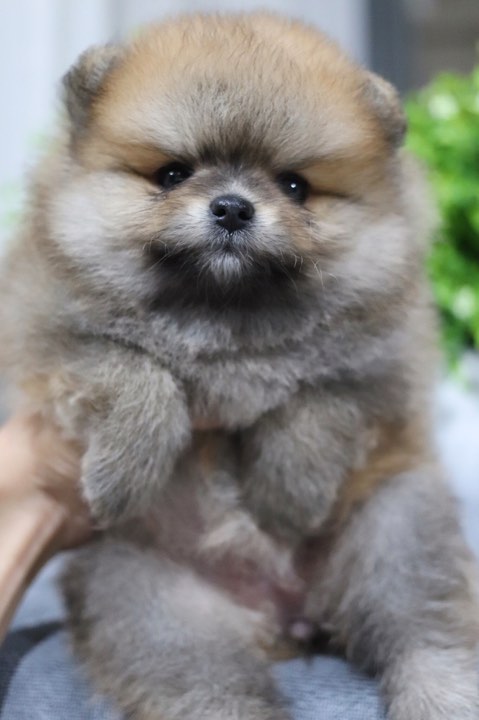 ปอมเมอเรเนียน เพศเมีย