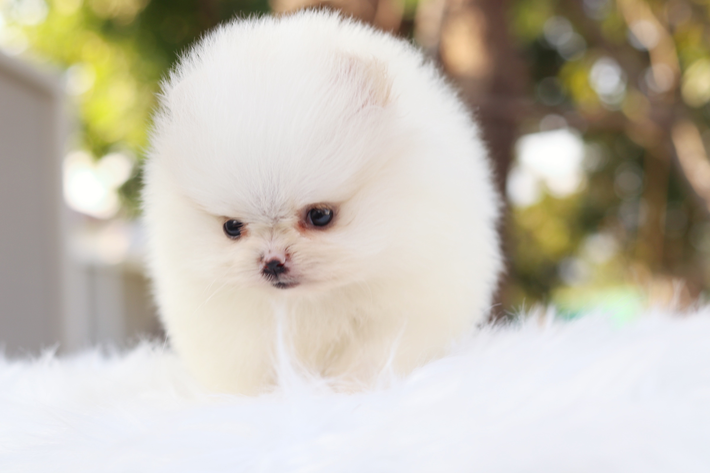 ปอมเมอเรเนียน เพศเมียสีขาวครีมเกรดโชว์