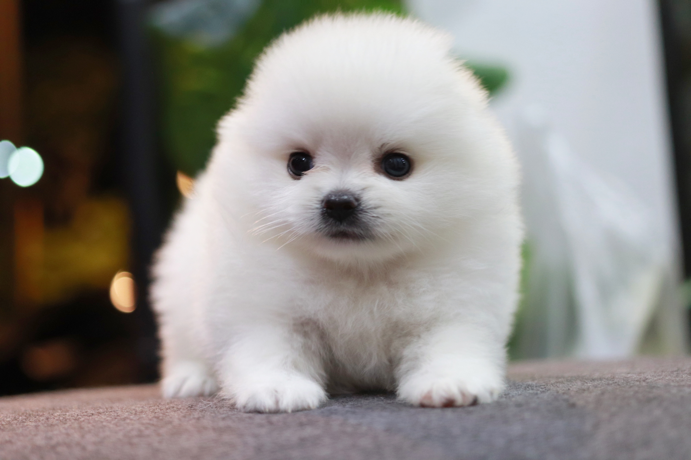 ปอมเมอเรเนียน เพศเมีย