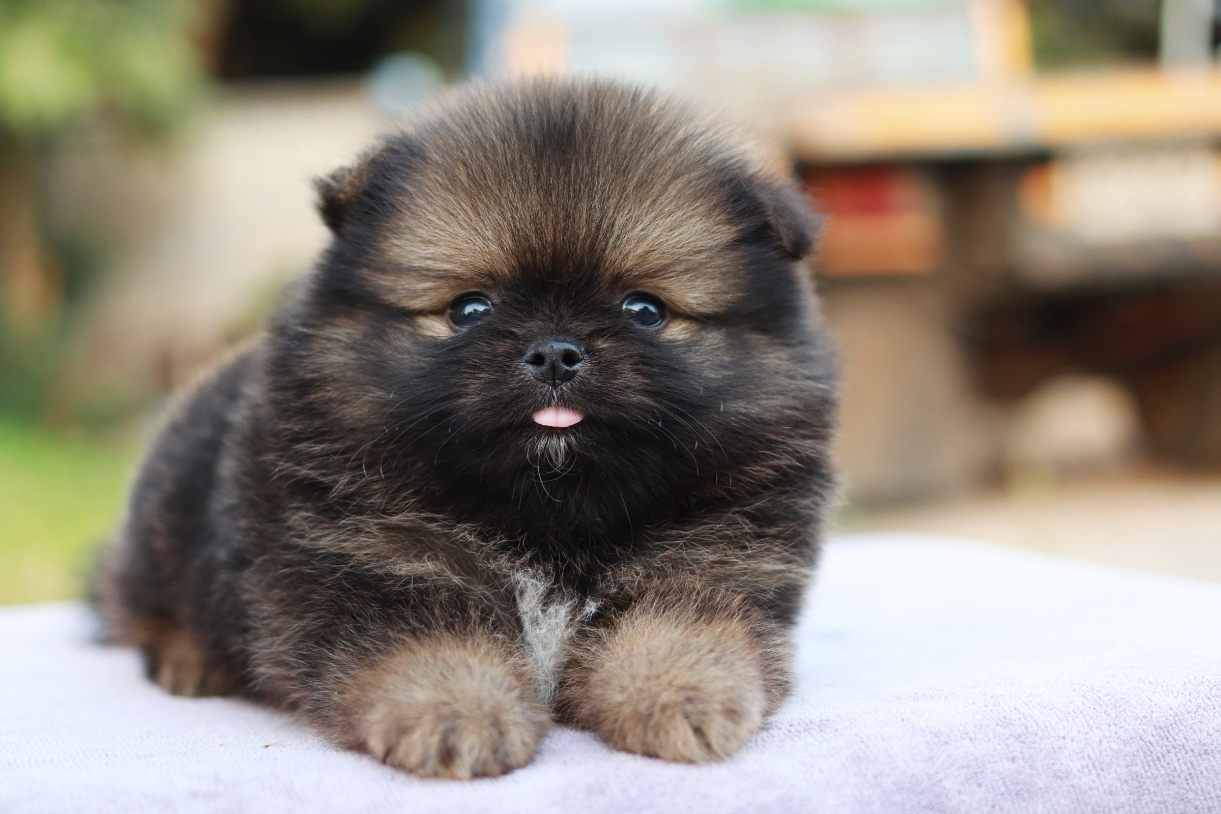 ปอมเมอเรเนียน เพศผู้ สีส้มเซเบิ้ล ขนแน่น เหมือนตุ๊กตา