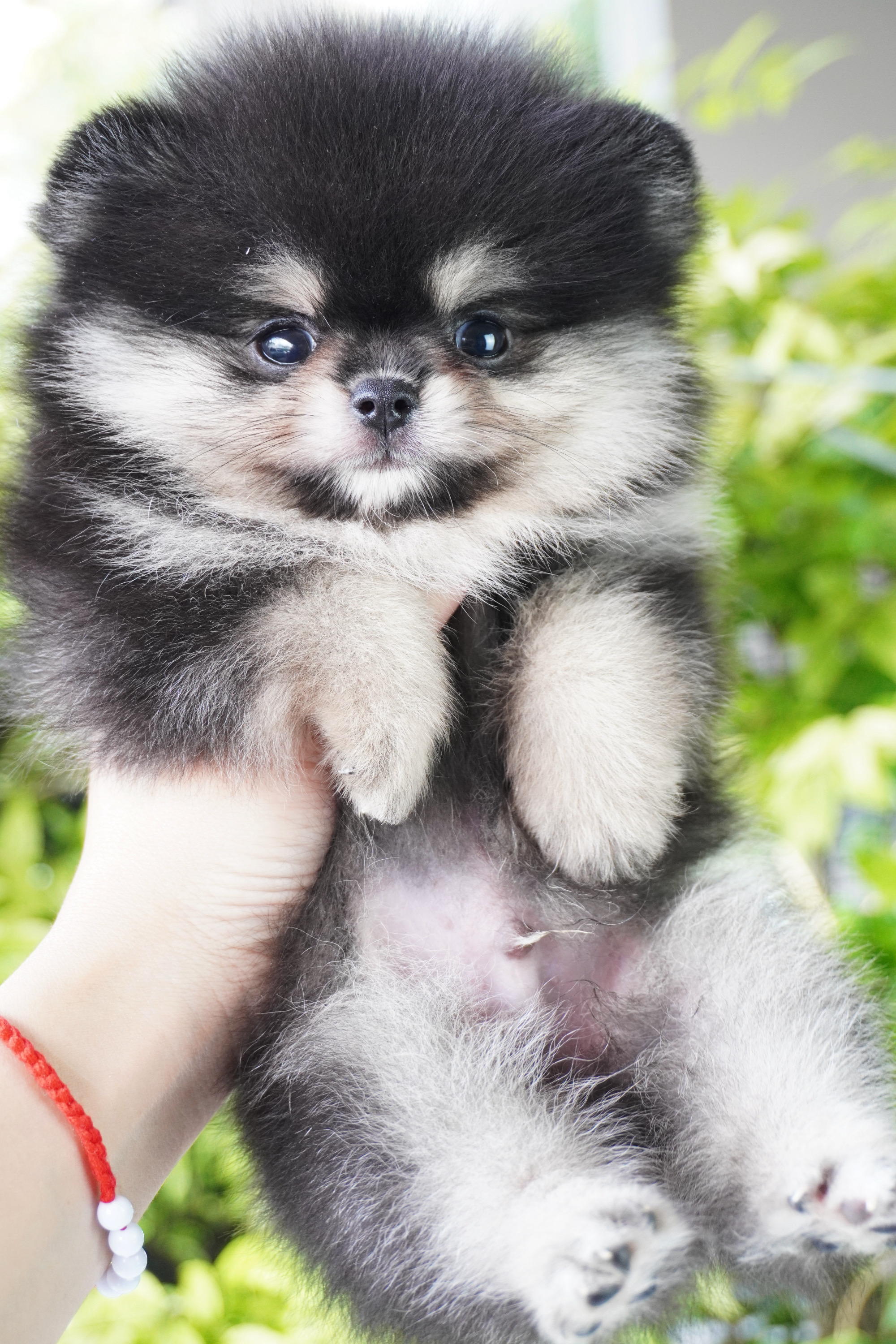 ปอมเมอเรเนียน เพศผู้สีแบล็คแทน