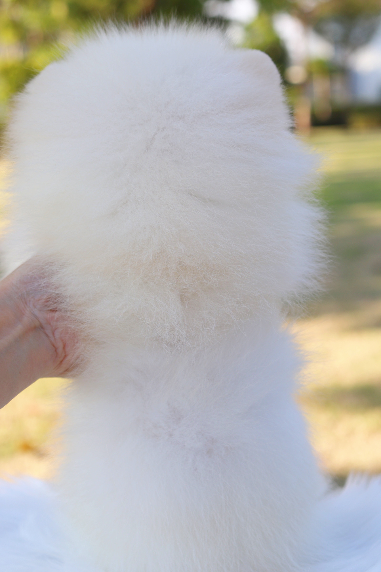 ปอมเมอเรเนียน เพศผู้สีขาวครีม