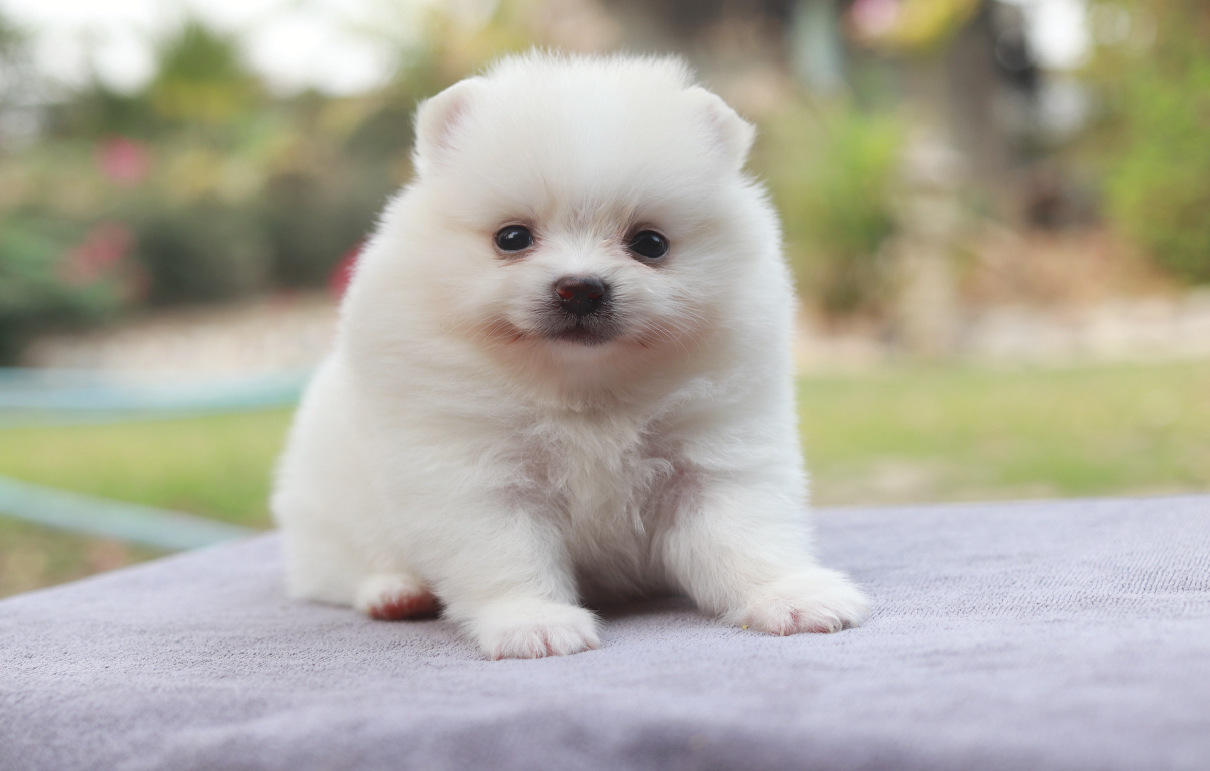 ปอมเมอเรเนียน เพศเมียสีขาว