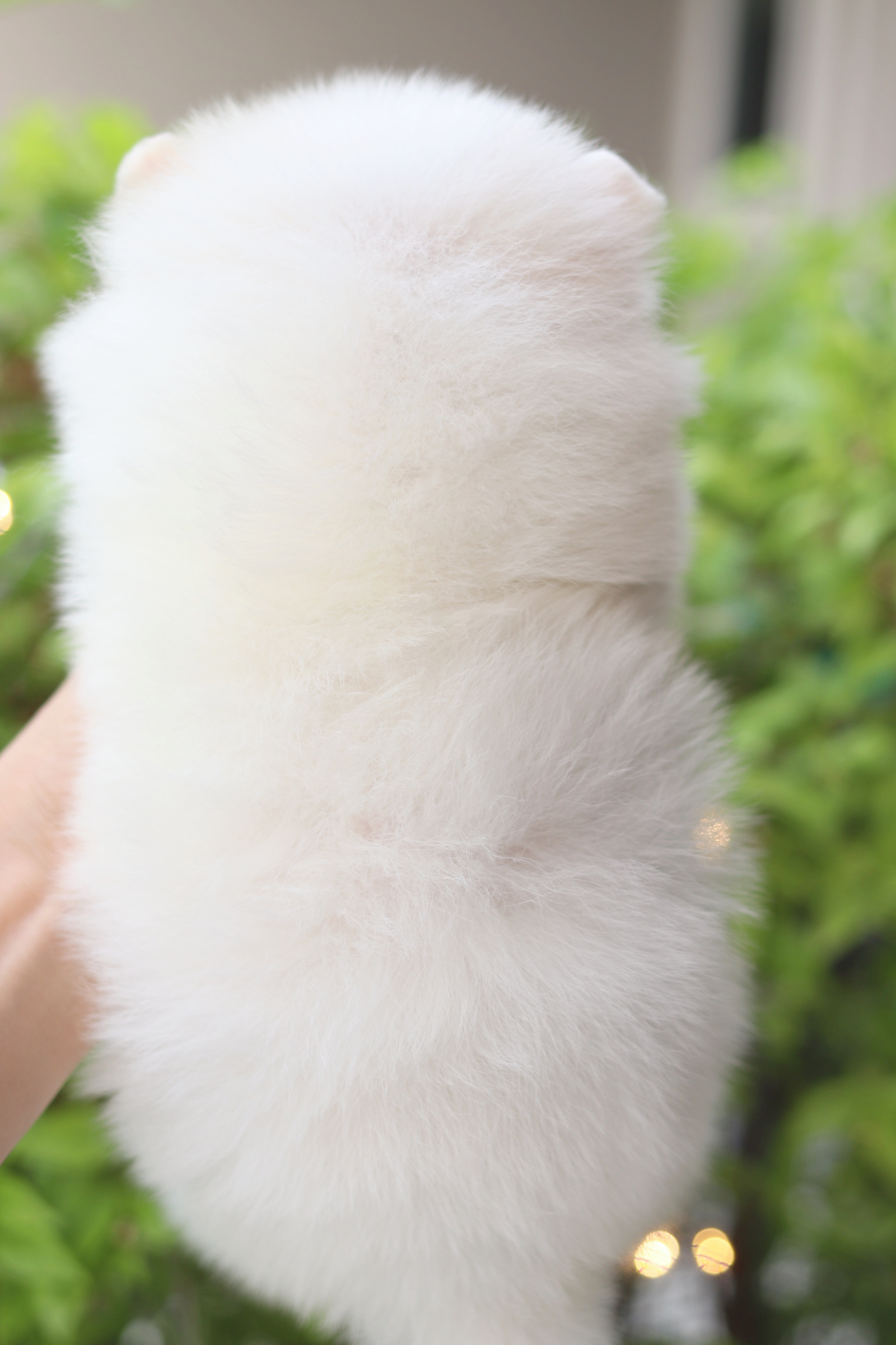 ปอมเมอเรเนียน เพศผู้สีขาวครีม