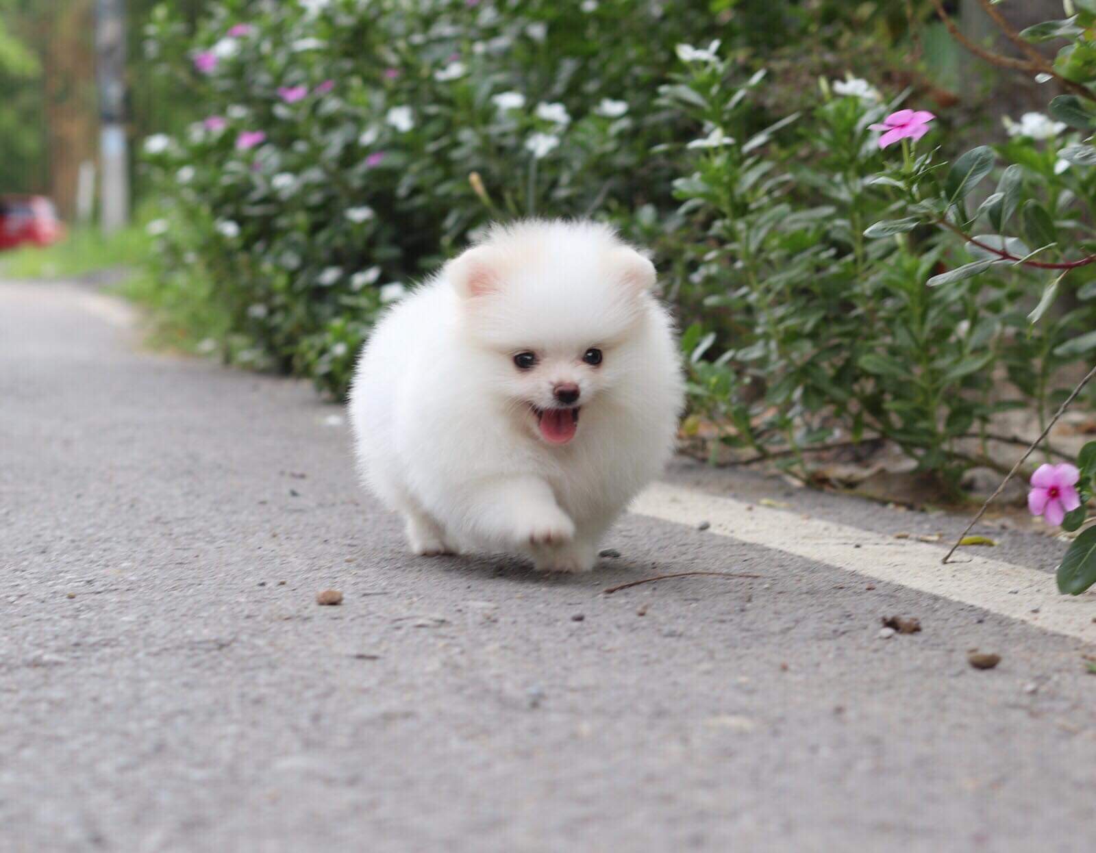 ปอมเมอเรเนียน เพศเมีย