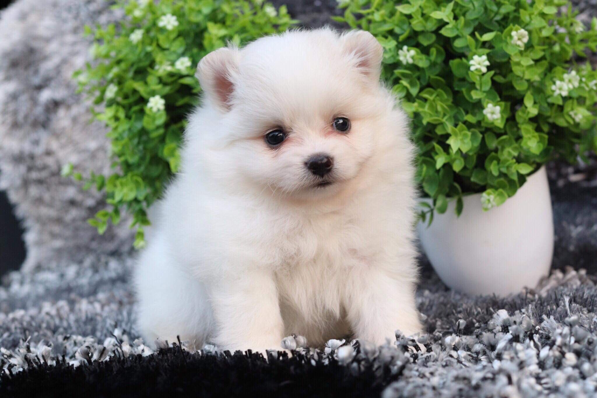 ปอมเมอเรเนียน เพศผู้