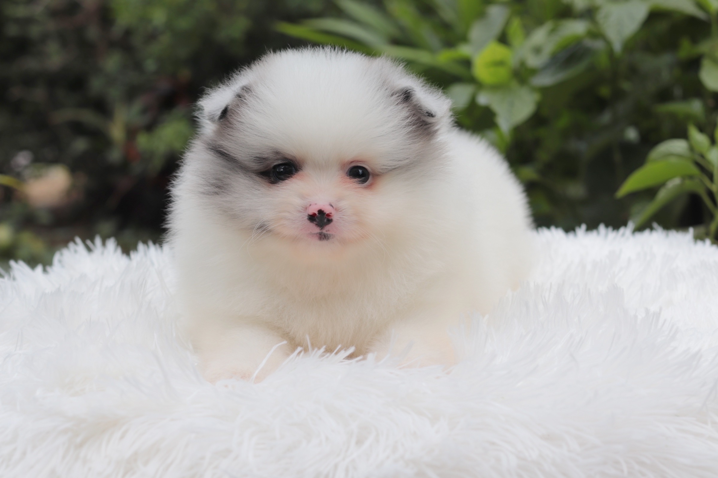 ปอมเมอเรเนียน เพศผู้ปาร์ตี้ เมอร์เร่ หน้าฟ็อก