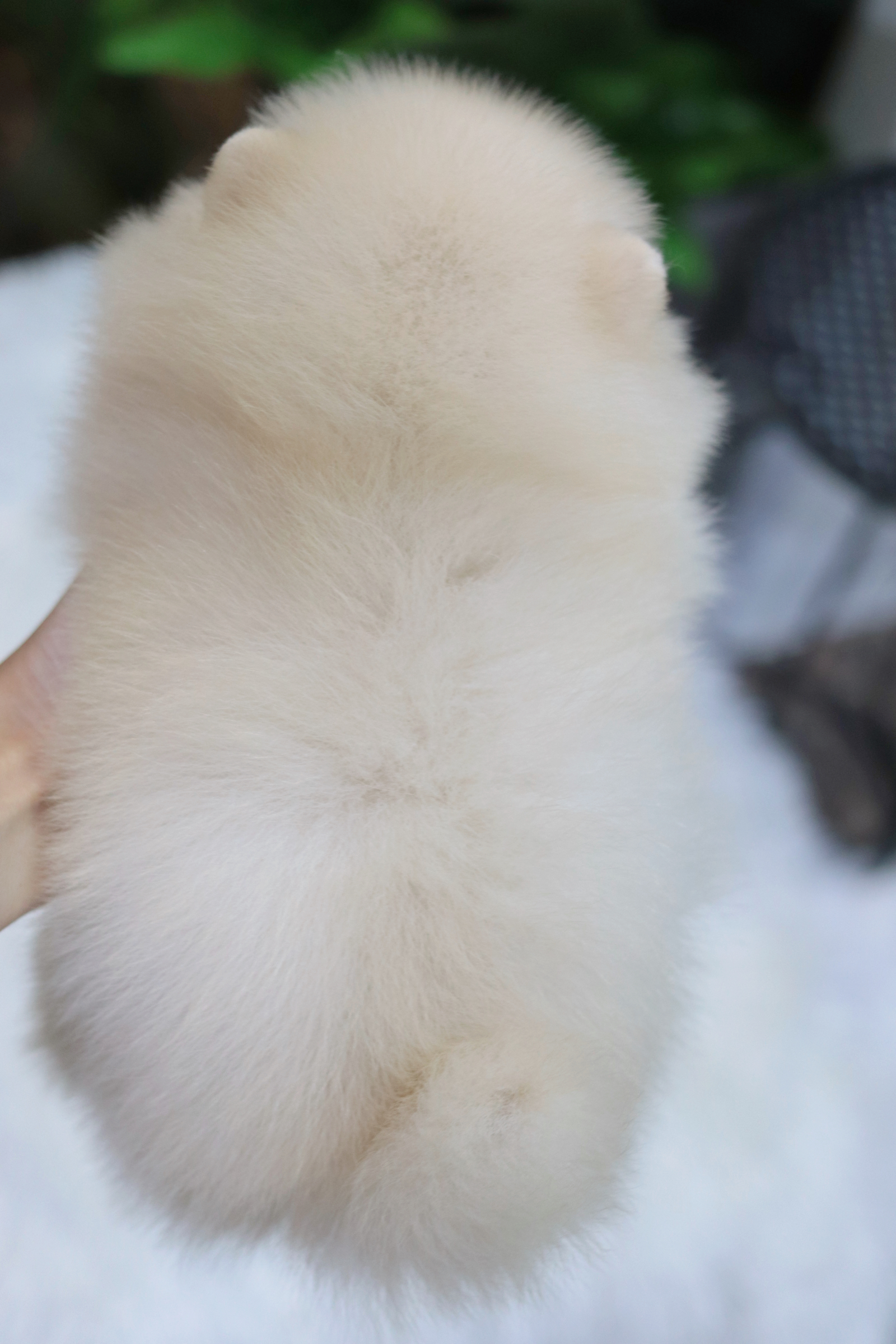 ปอมเมอเรเนียน เพศผู้สีครีม