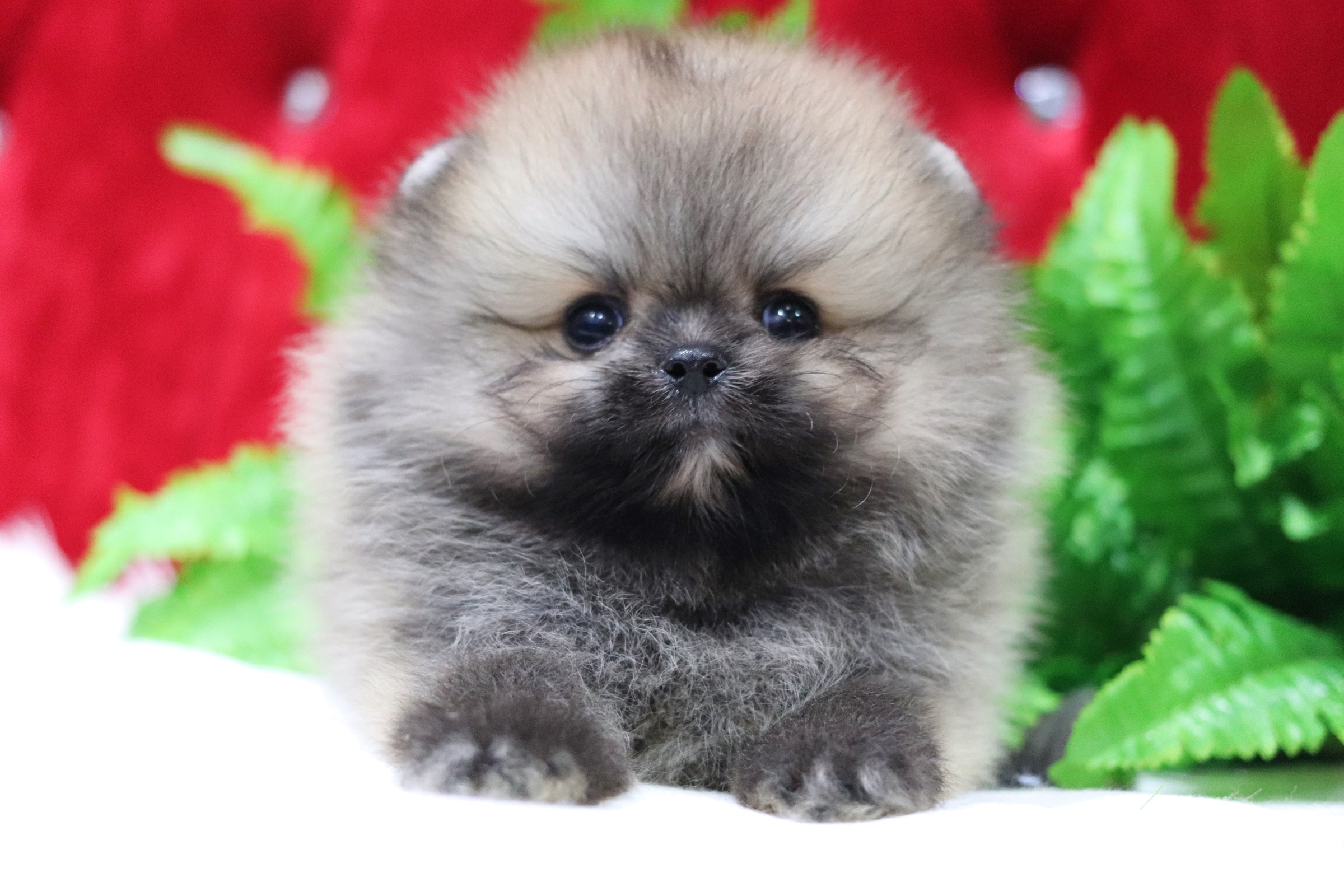 ปอมเมอเรเนียน เพศผู้ สีส้ม ไซส์เล็ก