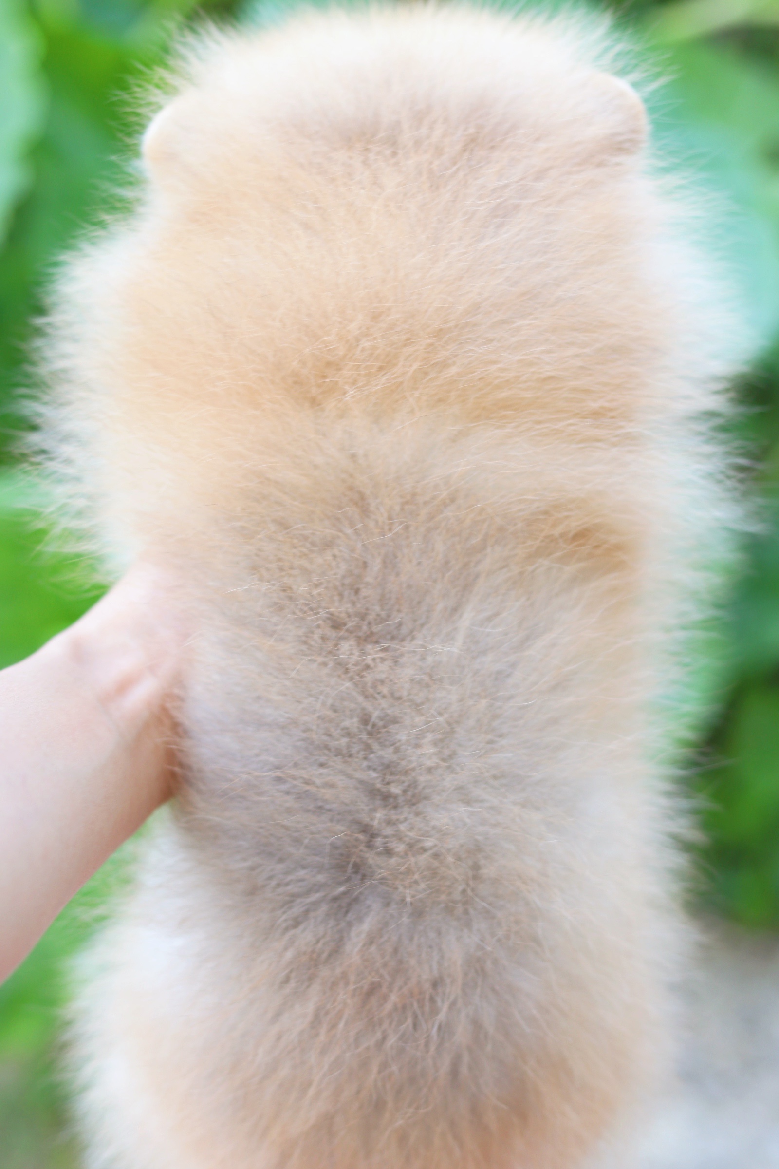 ปอมเมอเรเนียน เพศสีส้มผู้