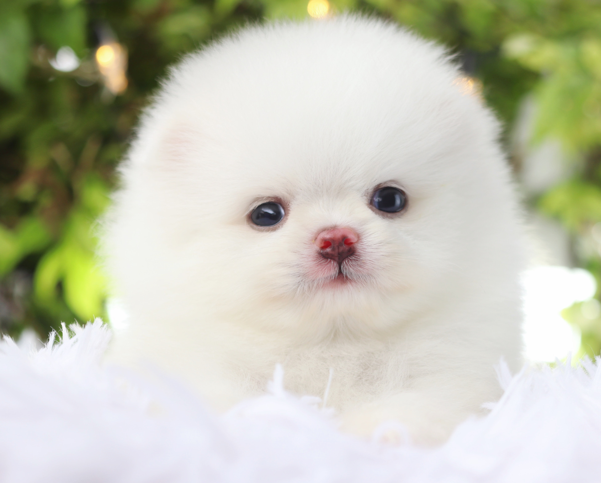 ปอมเมอเรเนียน เพศผู้สีขาว ลูกครึ่งเกาหลี