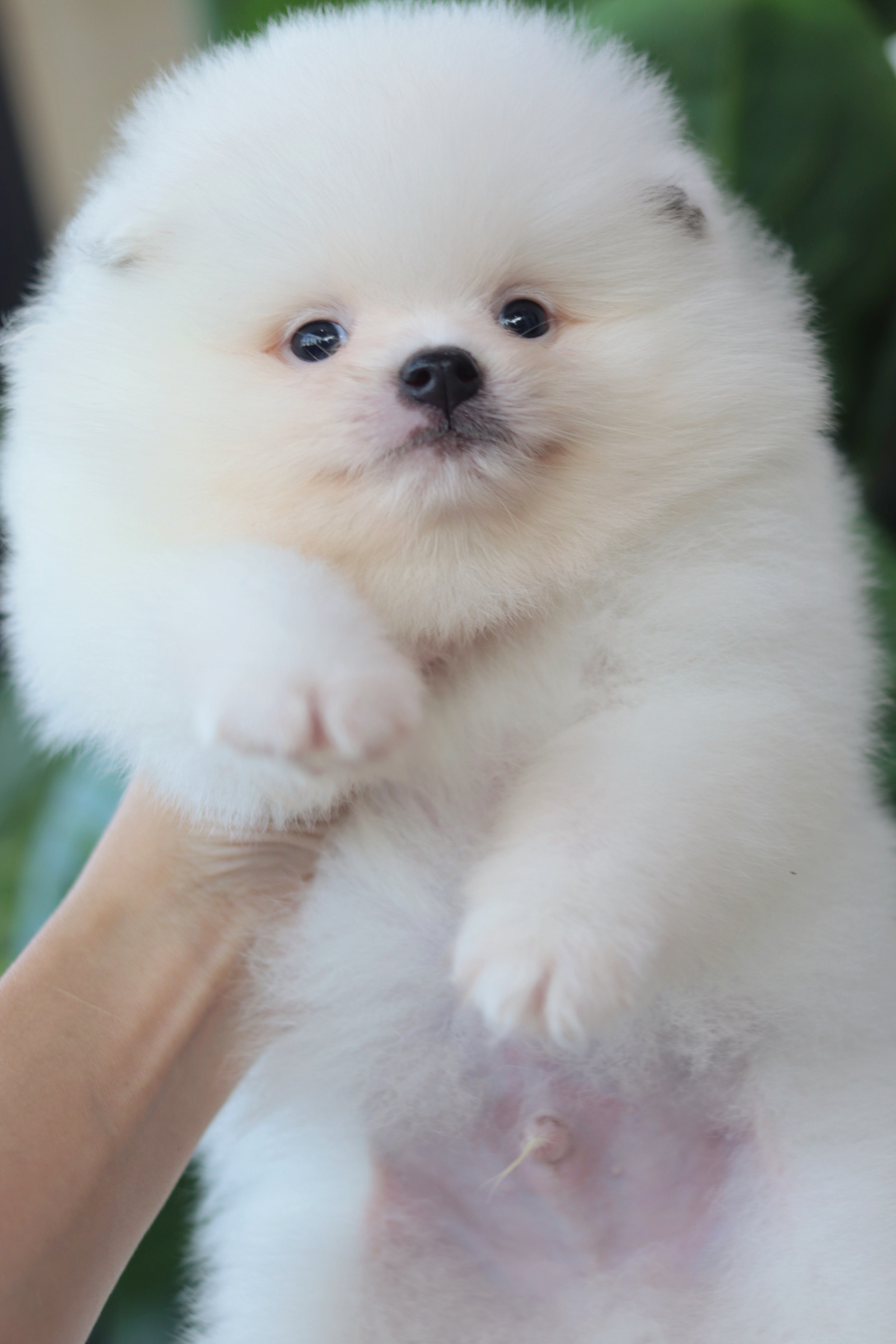 ปอมเมอเรเนียน เพศผู้ขาว