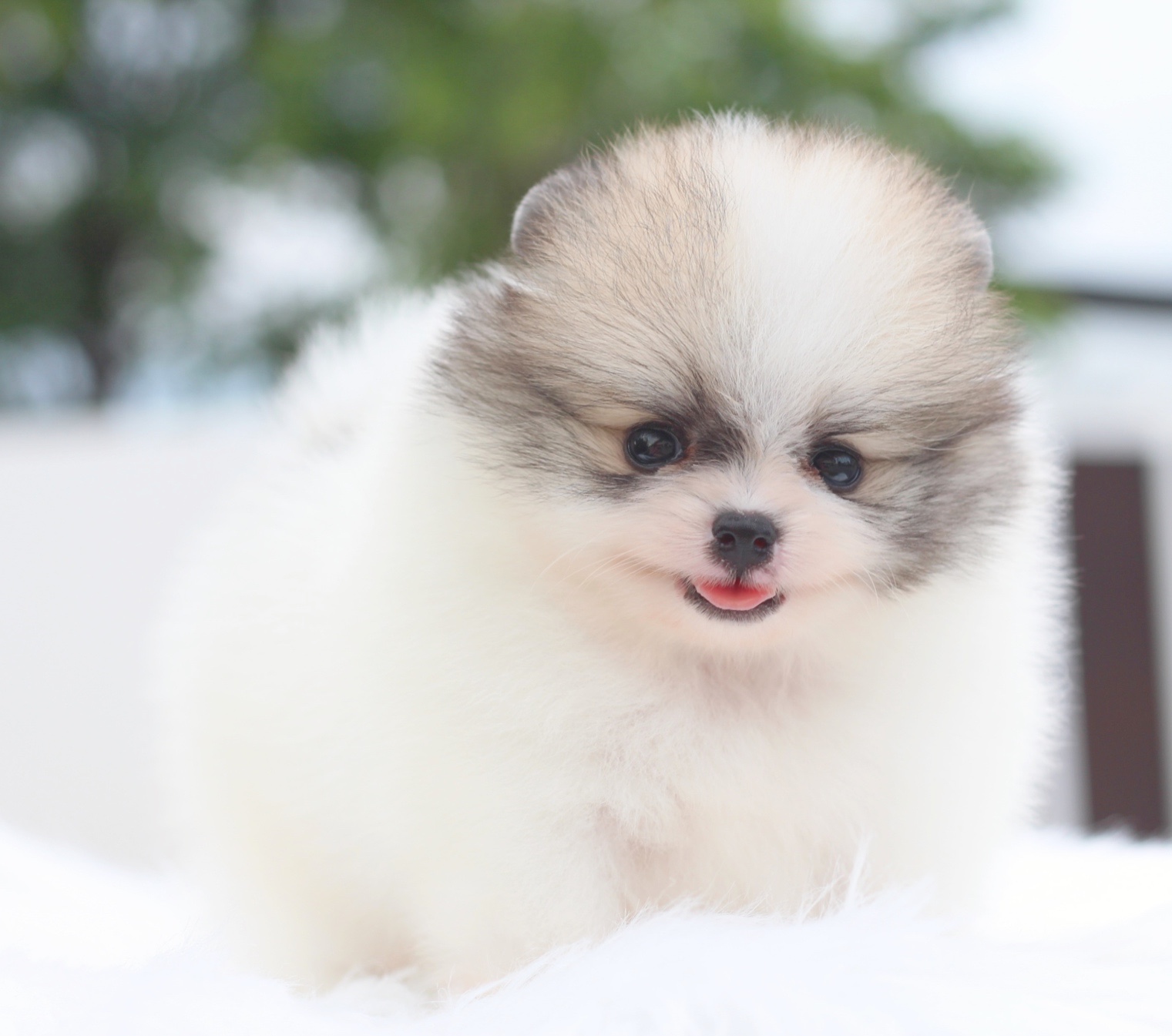 ปอมเมอเรเนียน เพศผู้สีแฟนซีเกรดโชว์