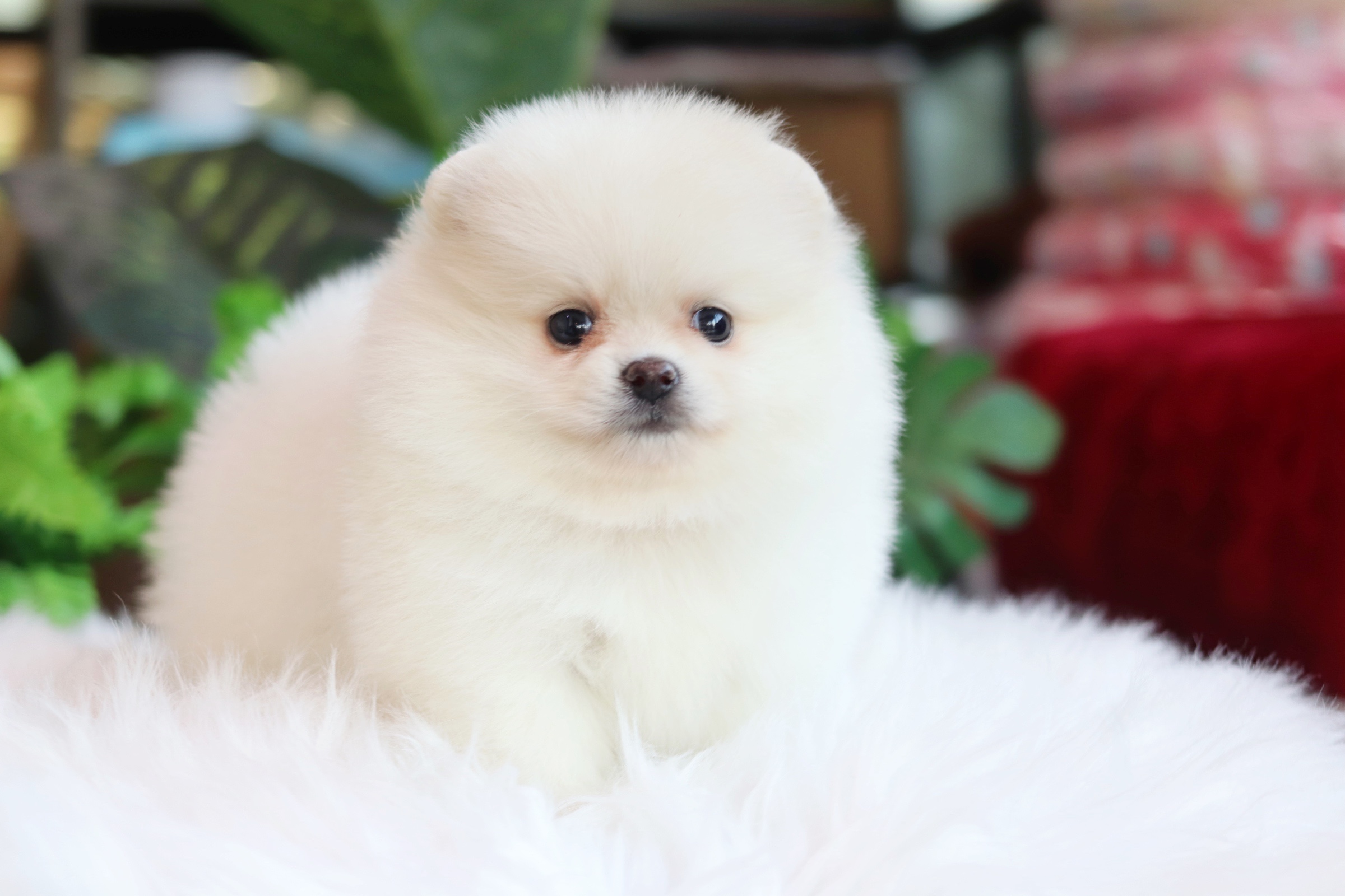 ปอมเมอเรเนียน เพศเมียสีขาวครีม