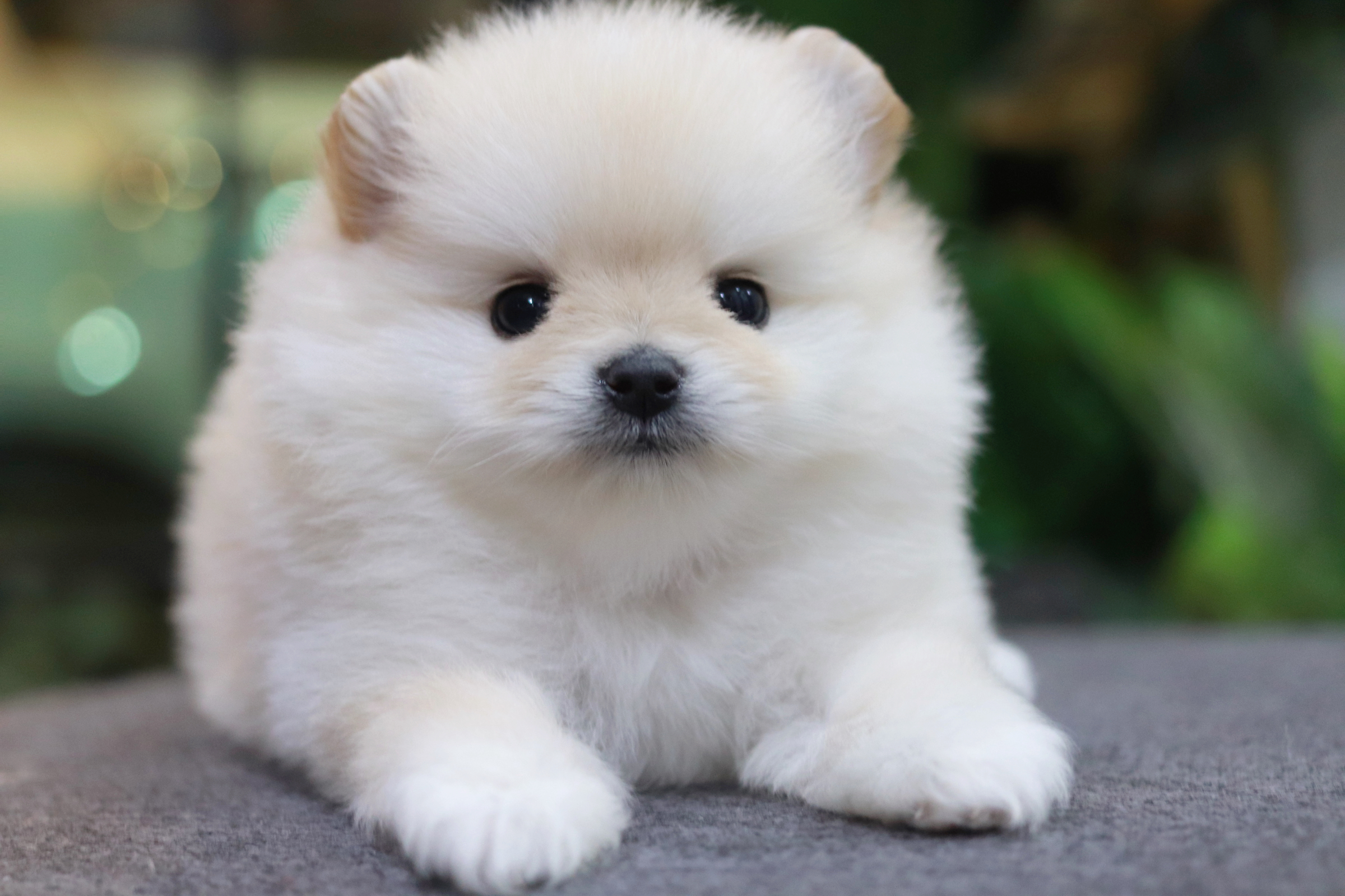 ปอมเมอเรเนียน เพศเมีย