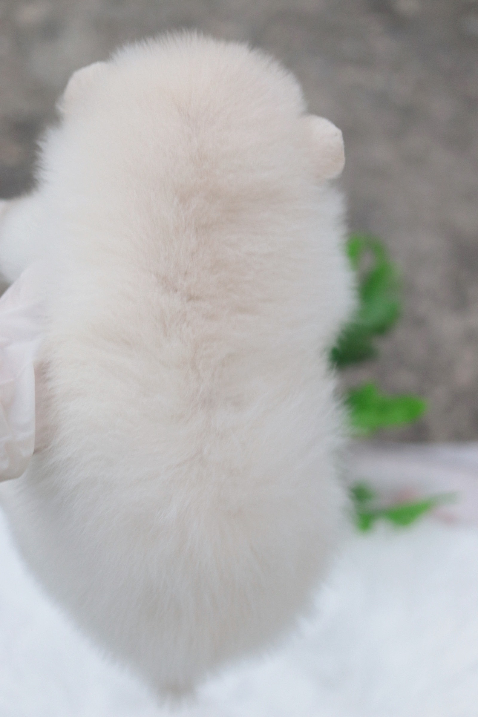 ปอมเมอเรเนียน เพศเมีย สีขาวครีม