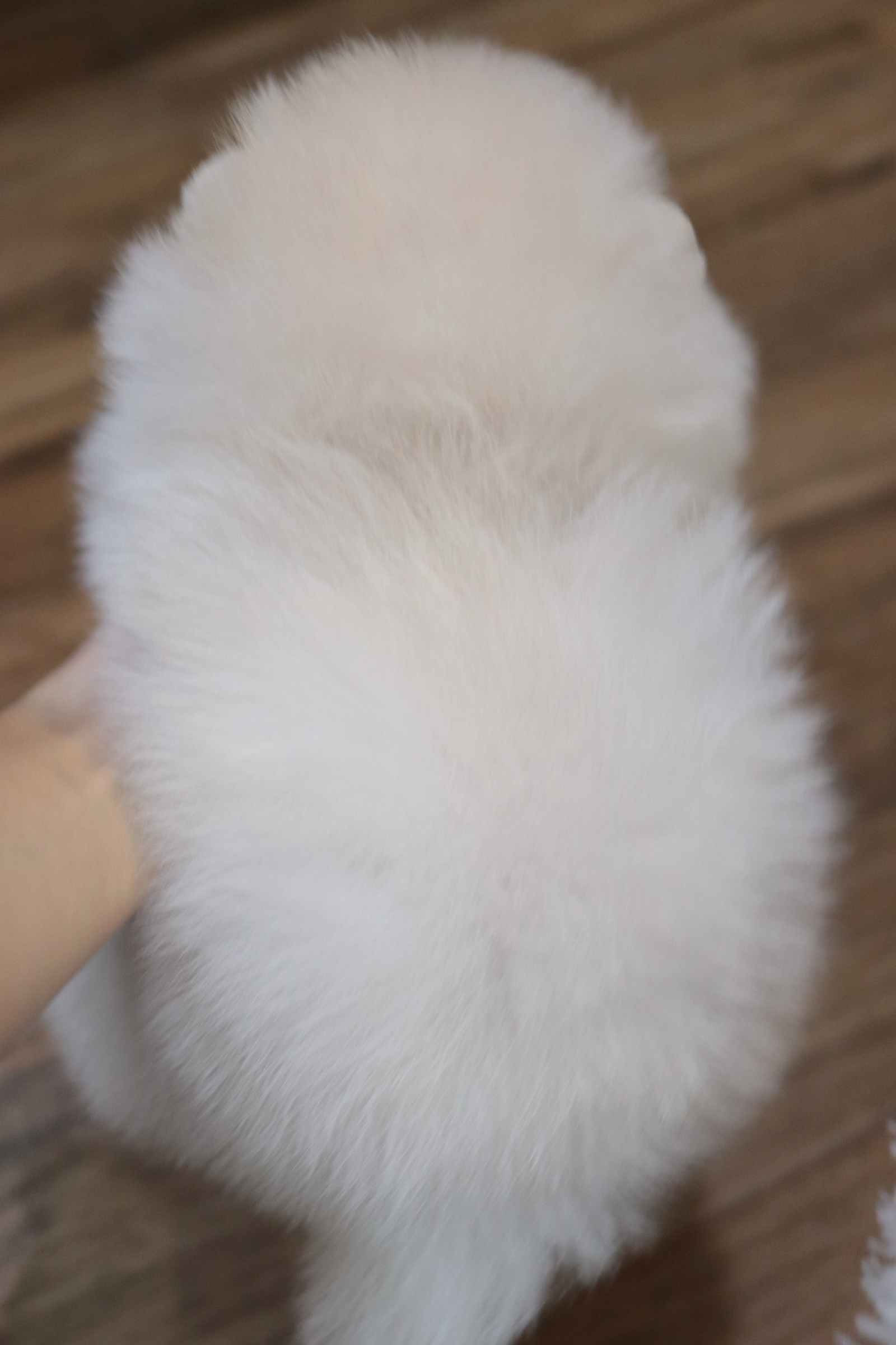 ปอมเมอเรเนียน เพศเมียขาวครีม