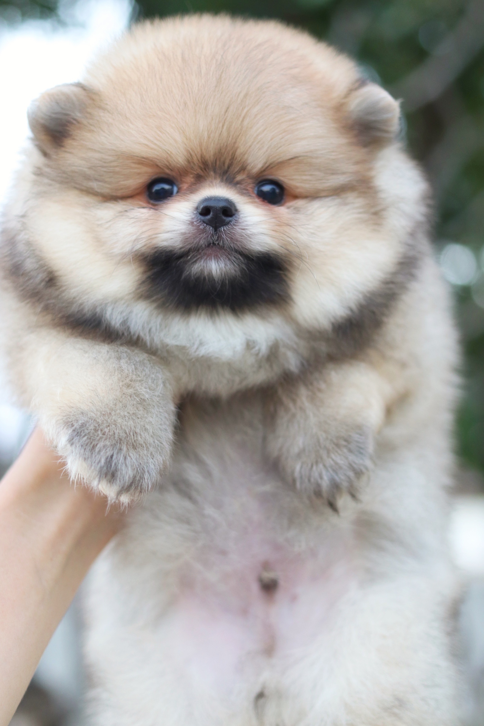 ปอมเมอเรเนียน เพศผู้ สีส้ม