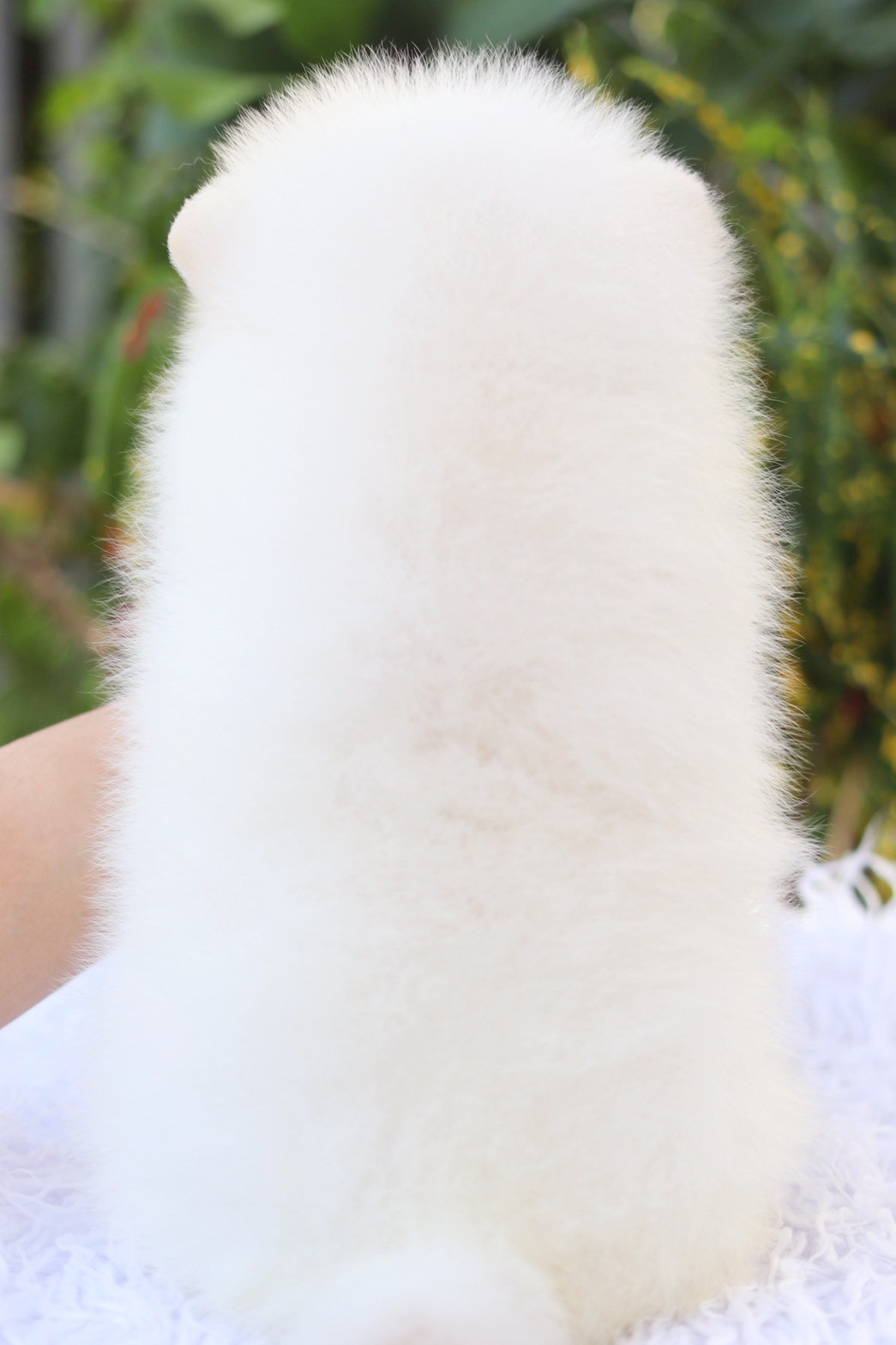 ปอมเมอเรเนียน เพศผู้สีขาวครีม