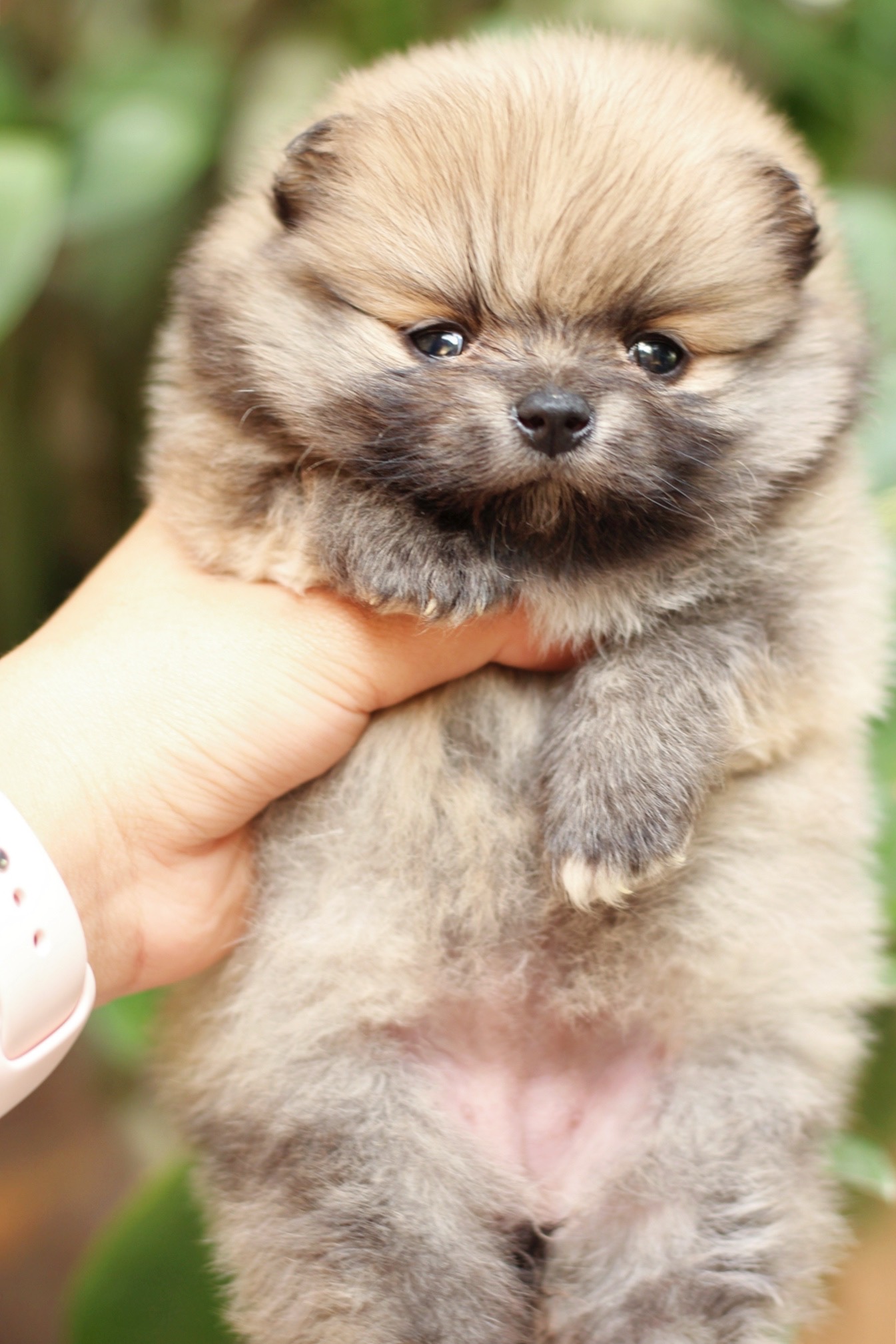 ปอมเมอเรเนียน เพศเมียสีส้ม