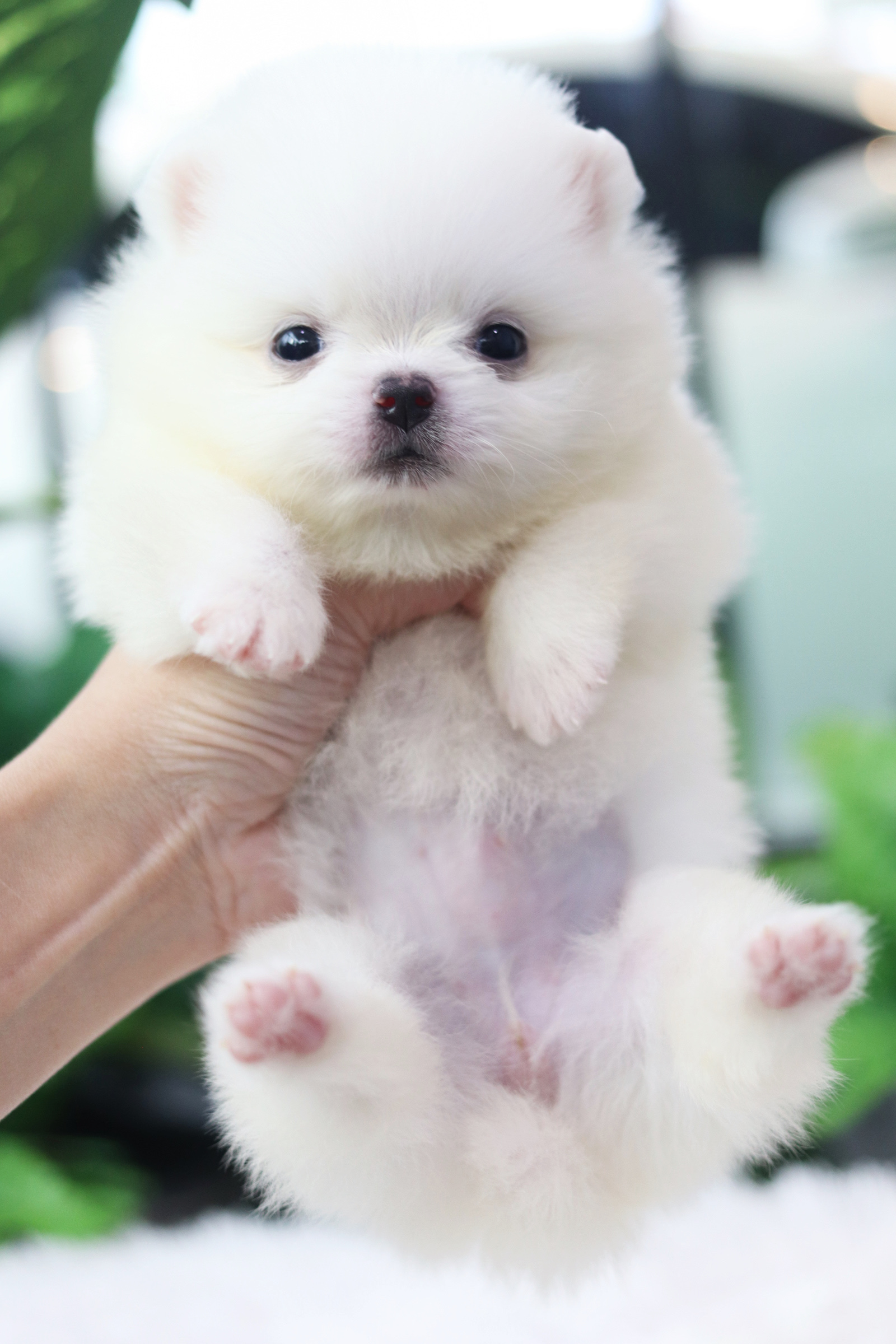 ปอมเมอเรเนียน เพศเมียสีขาว ไซส์เล็ก