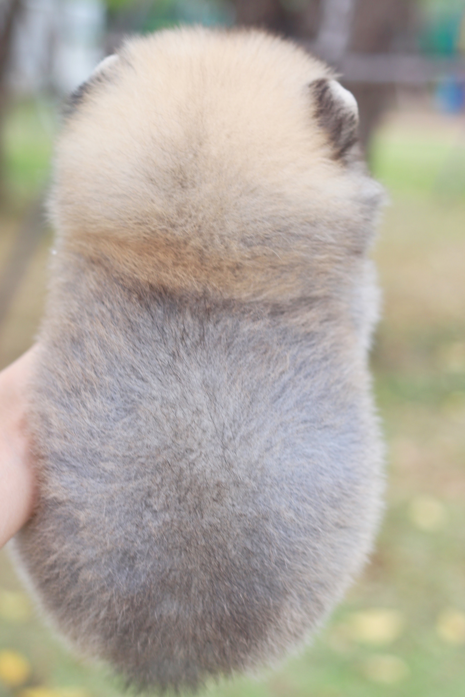 ปอมเมอเรเนียน เพศผู้สีส้มไซส์เล็ก