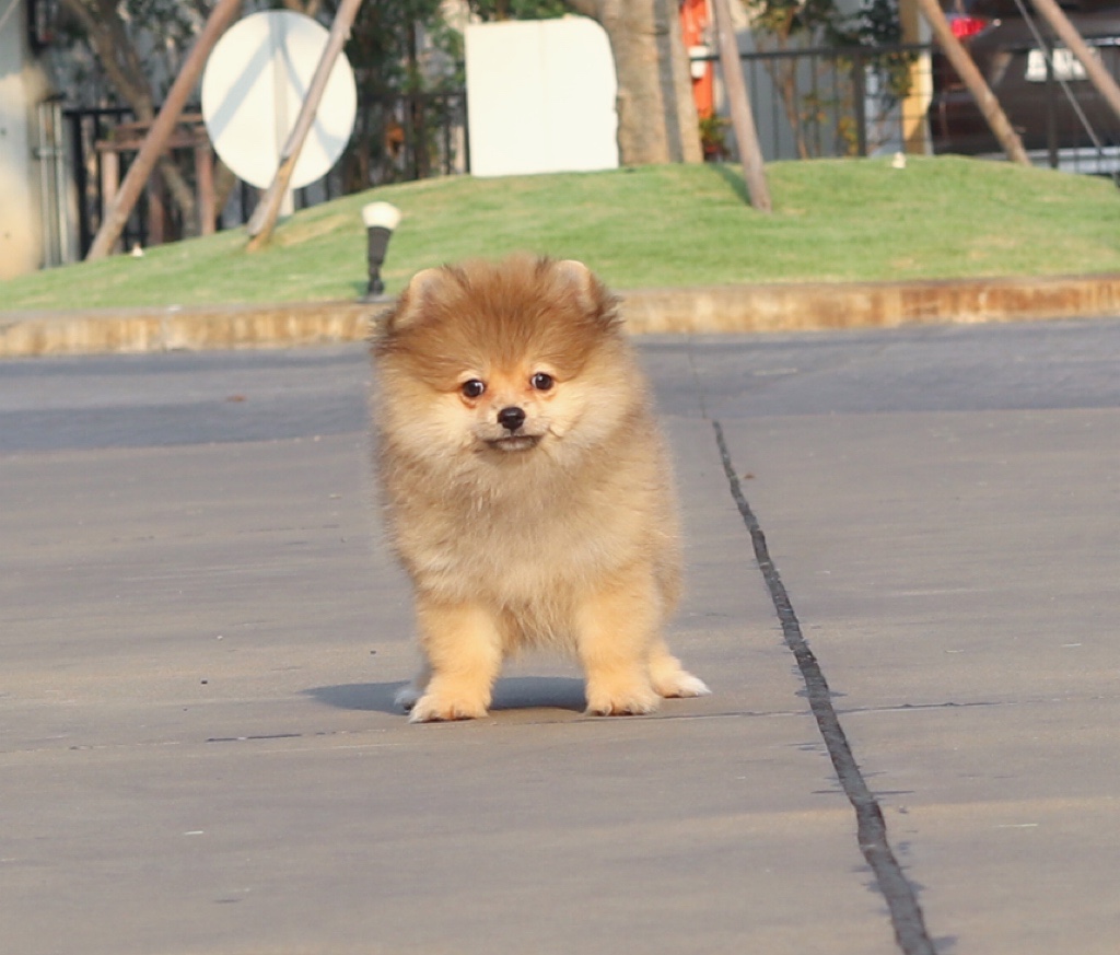 ปอมเมอเรเนียน เพศเมียสีส้ม