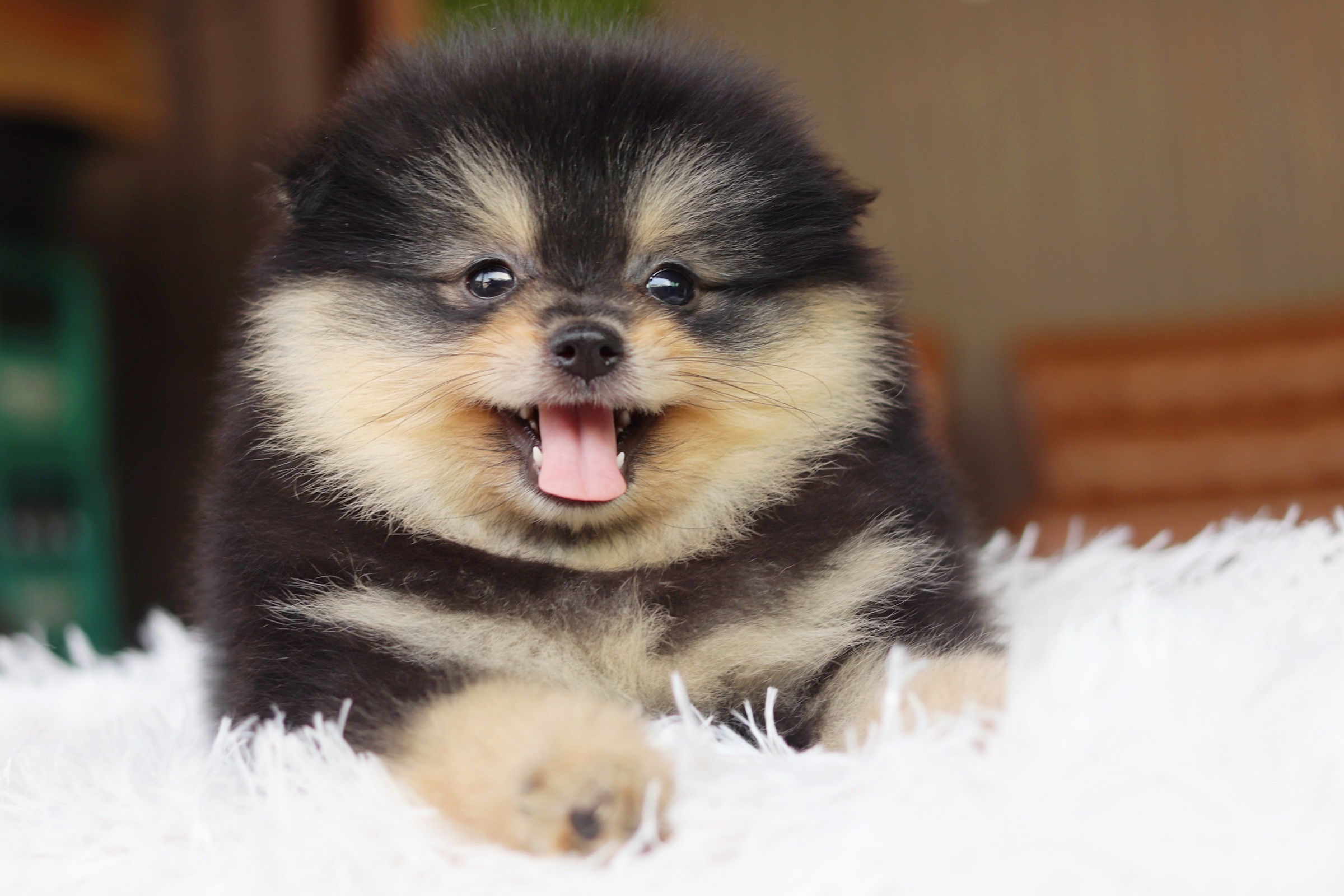 ปอมเมอเรเนียน เพศเมีย แบล็คแทน