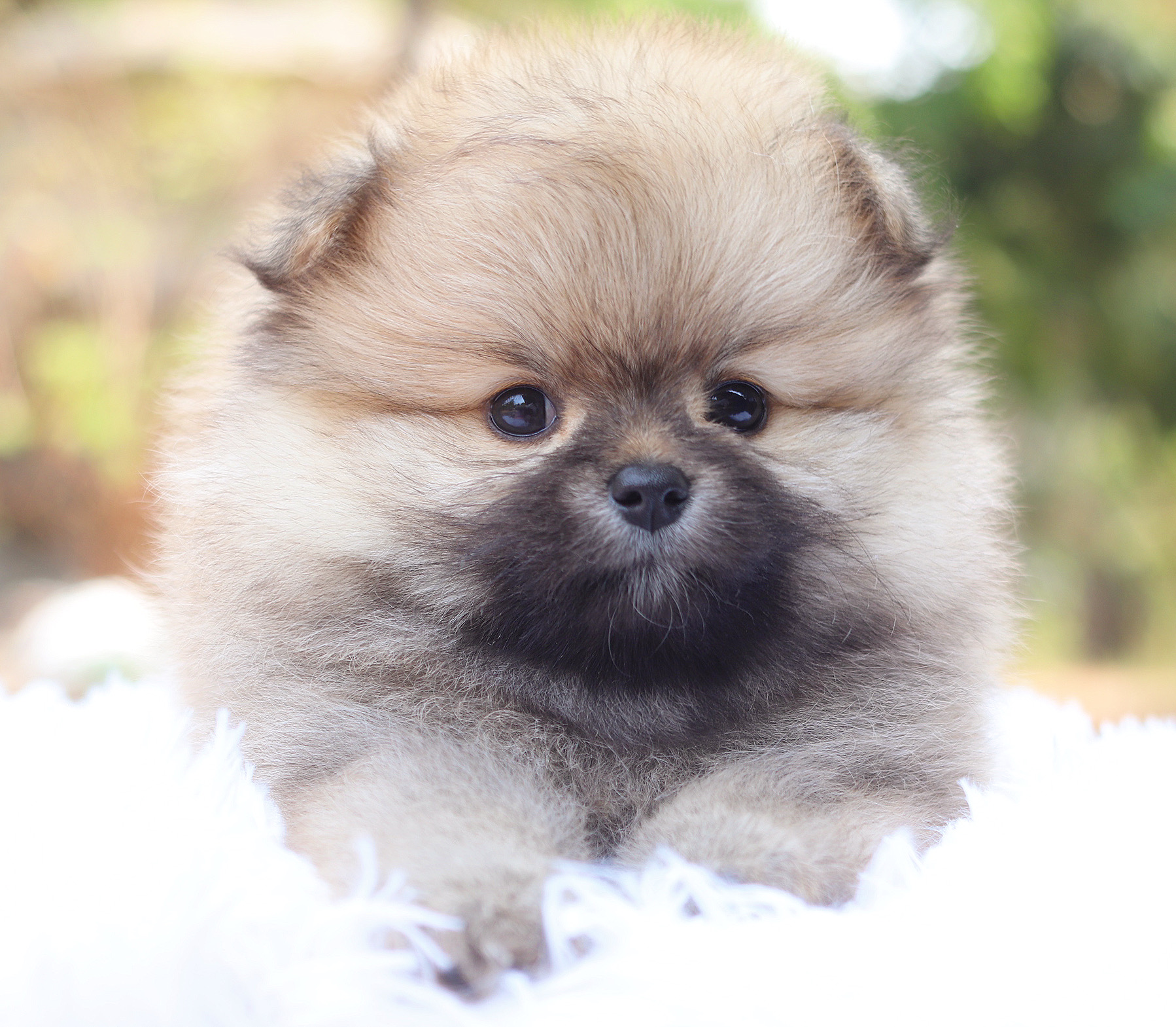 ปอมเมอเรเนียน เพศเมียสีส้ม