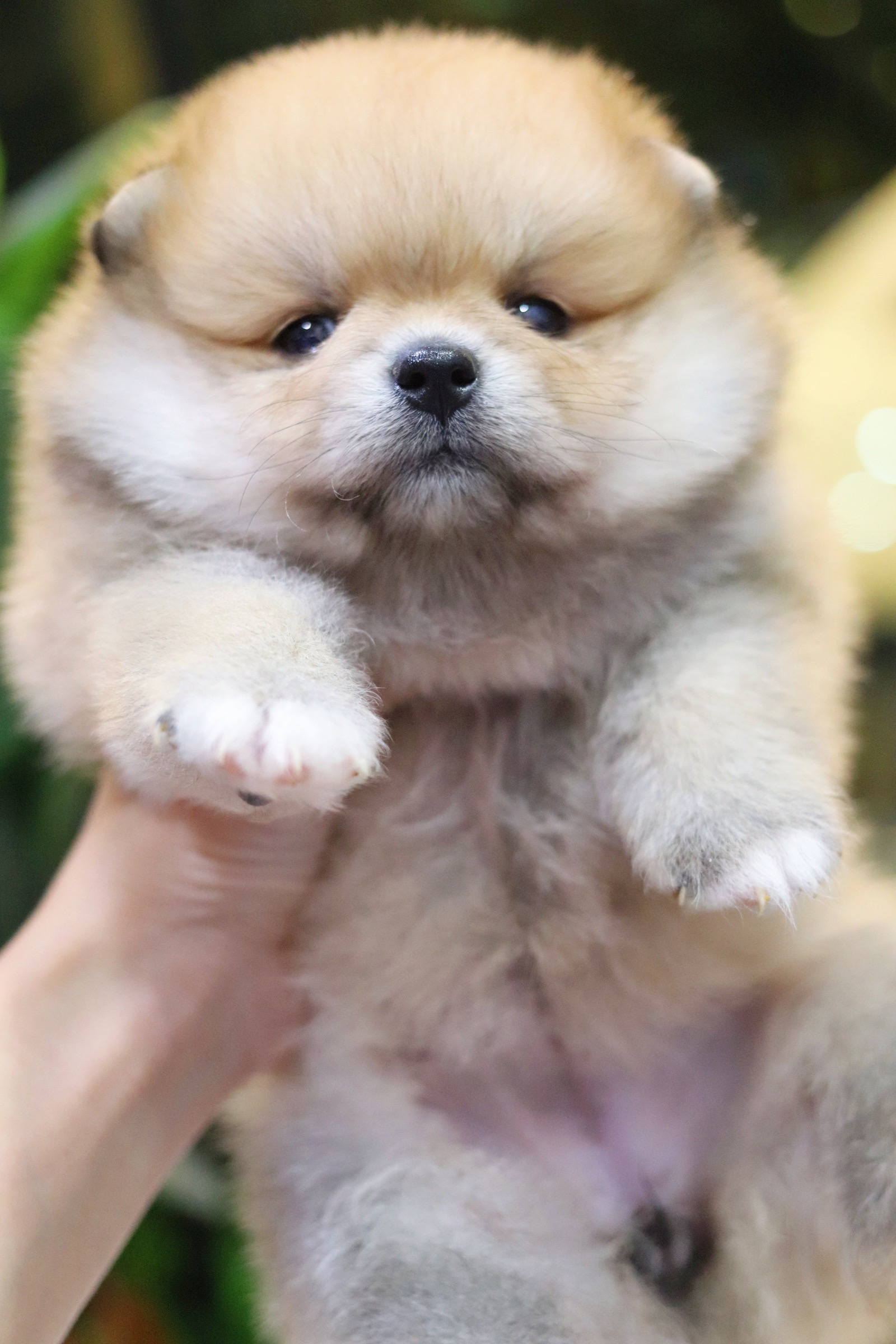 ปอมเมอเรเนียน เพศเมีย สีส้ม