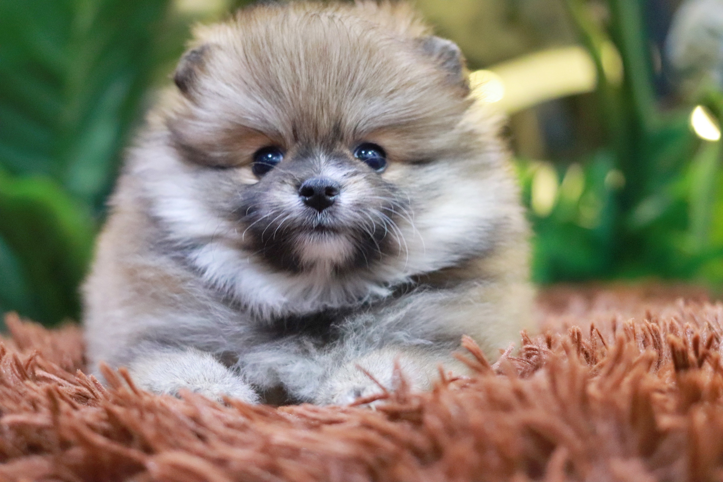 ปอมเมอเรเนียน เพศเมียสีส้ม