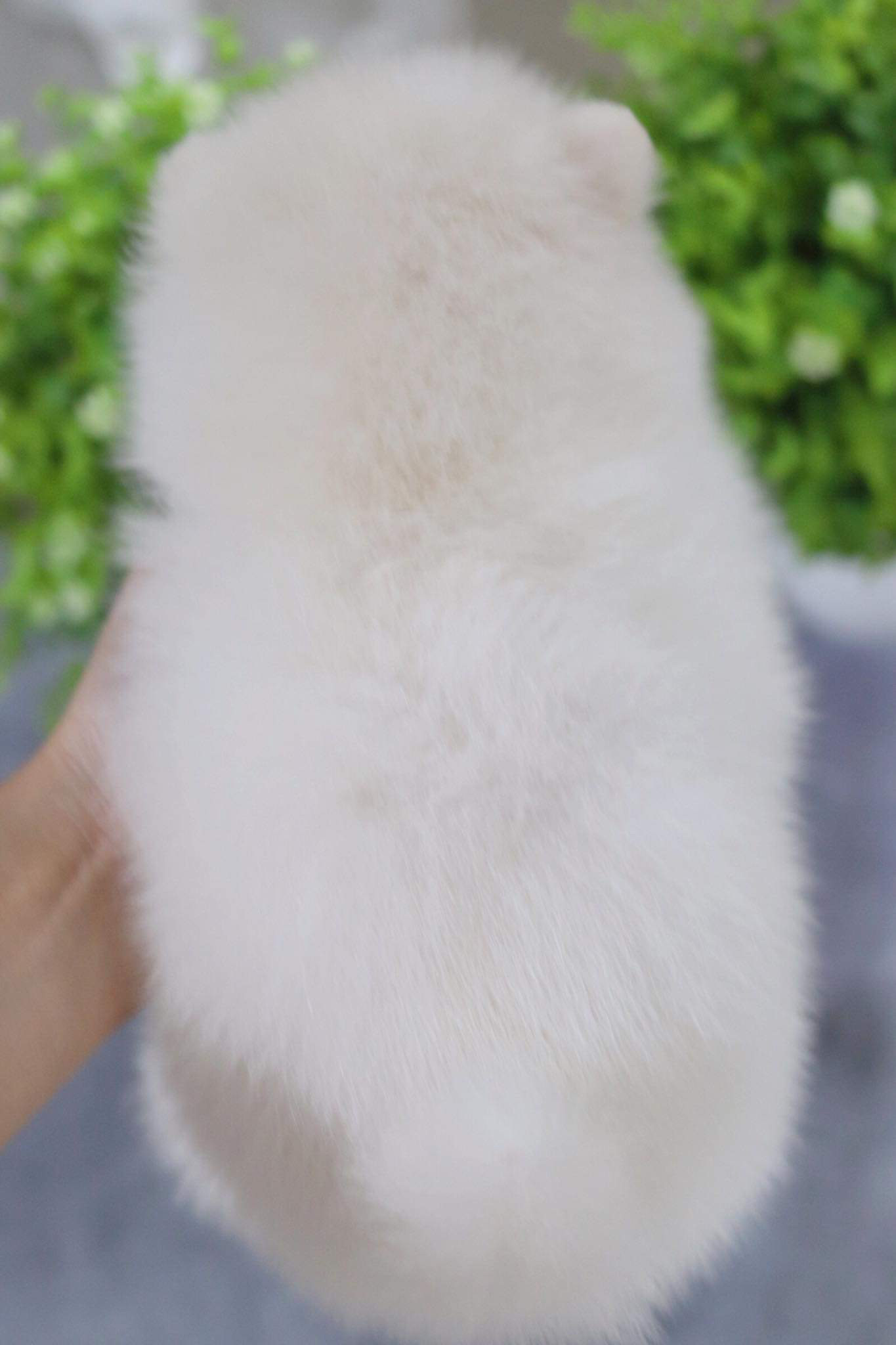 ปอมเมอเรเนียน เพศเมีย