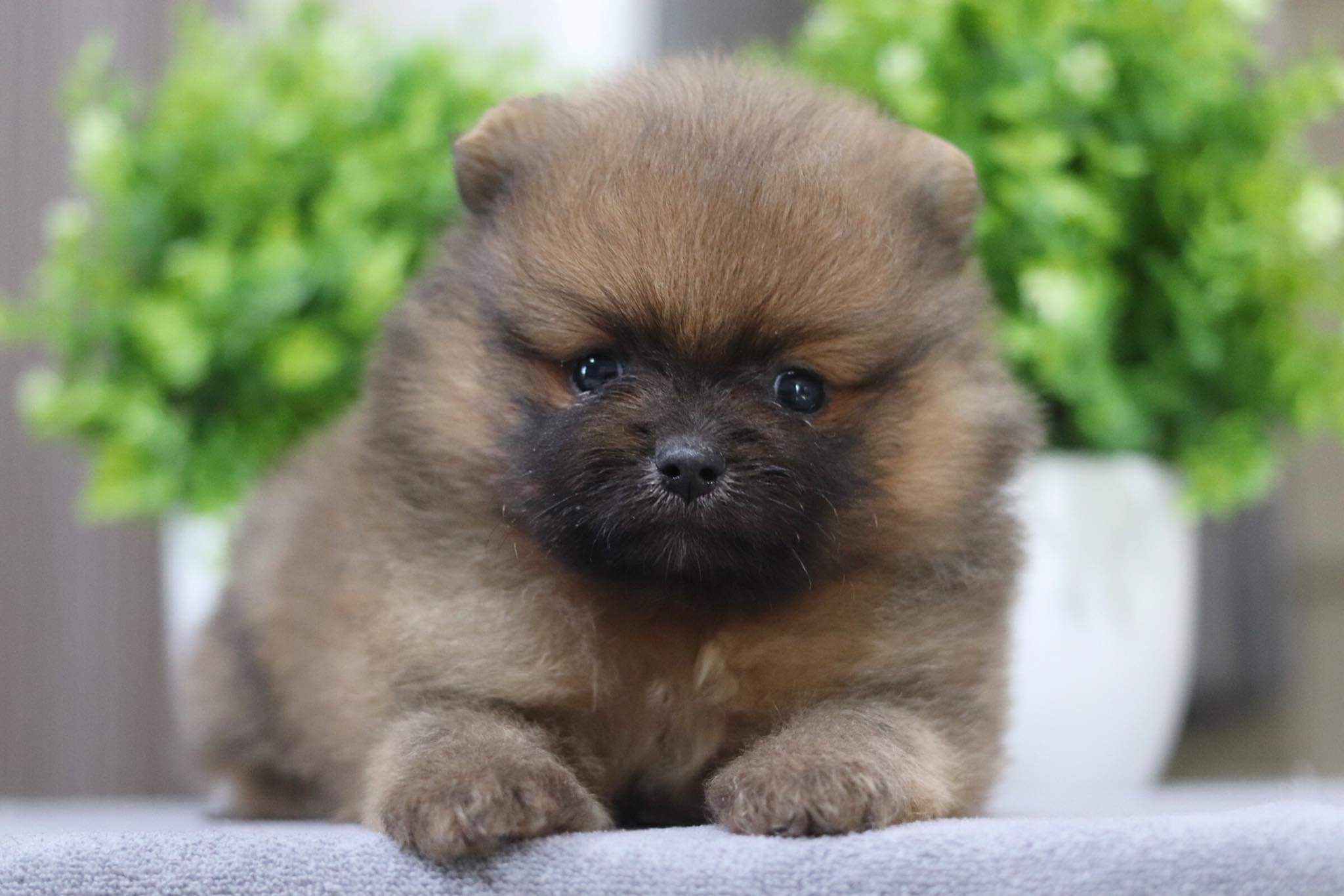 ปอมเมอเรเนียน เพศผู้