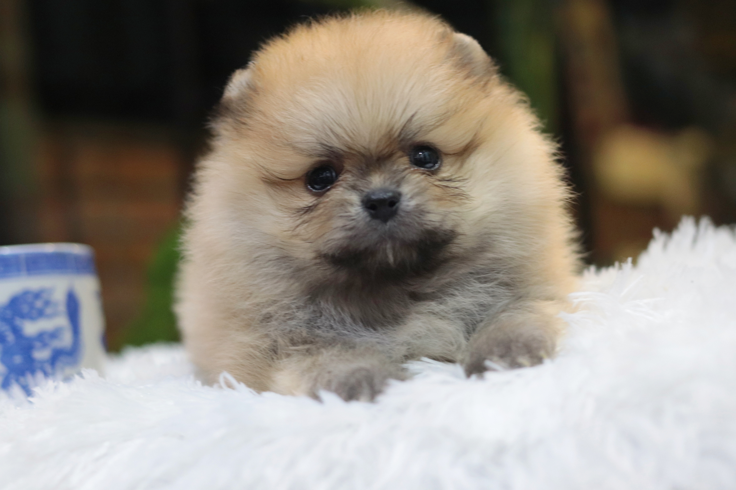 ปอมเมอเรเนียน เพศผู้สีส้ม