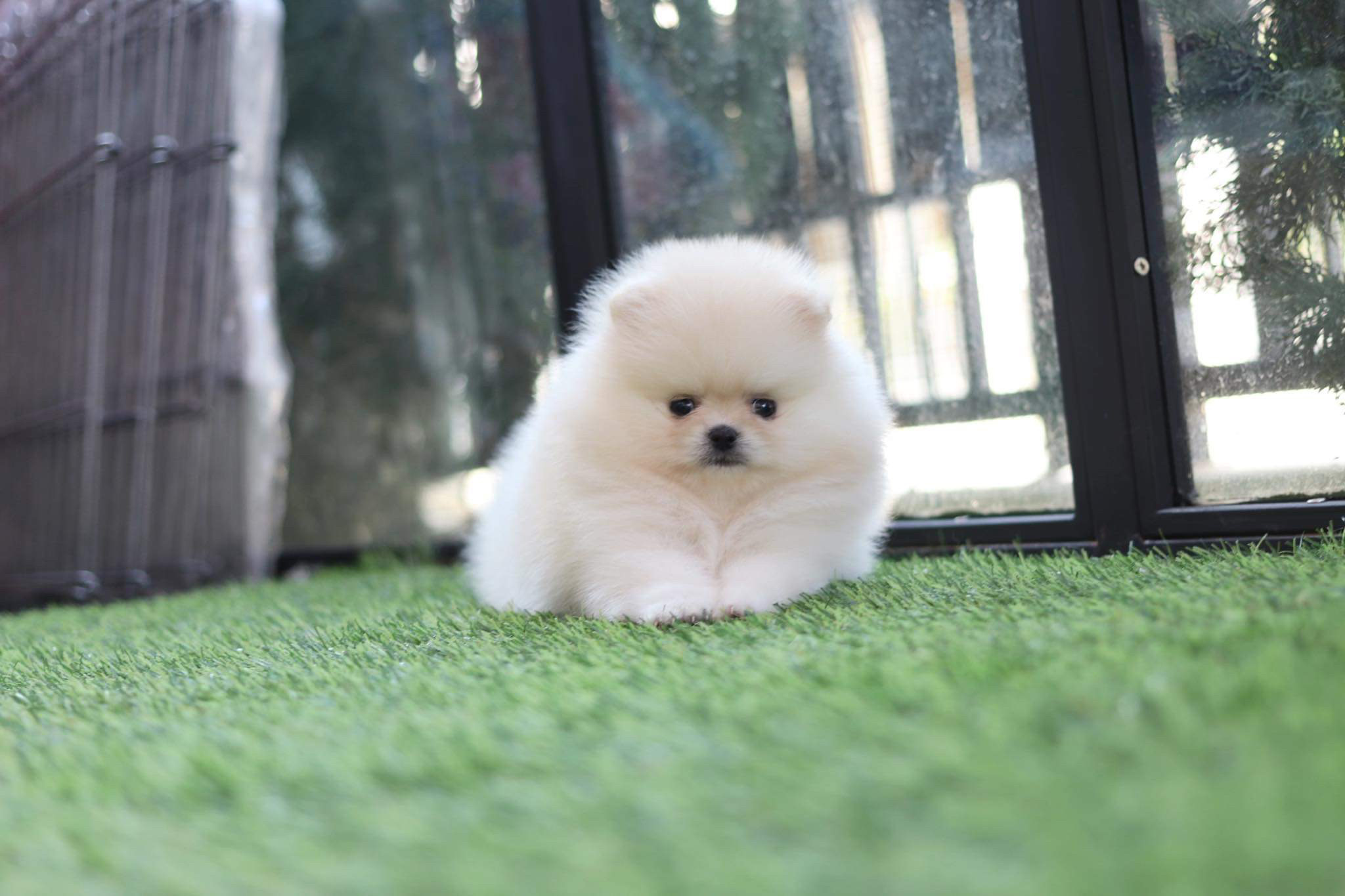 ปอมเมอเรเนียน เพศผู้