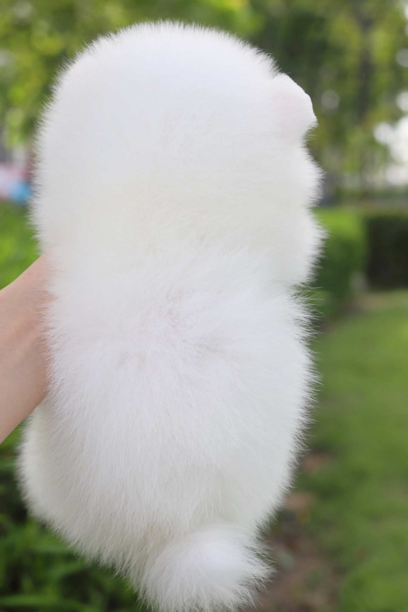 ปอมเมอเรเนียน เพศผู้ สีขาวครีม เกรดโชว์