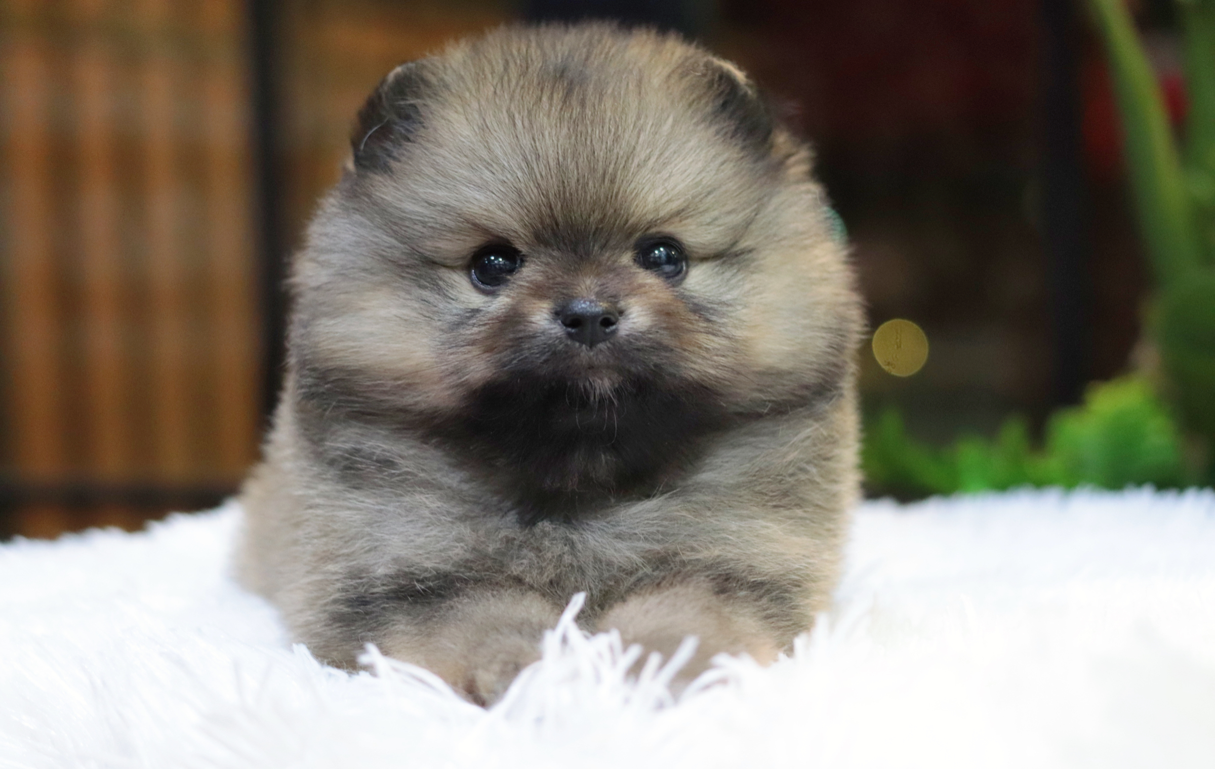 ปอมเมอเรเนียน เพศผู้ สีส้ม