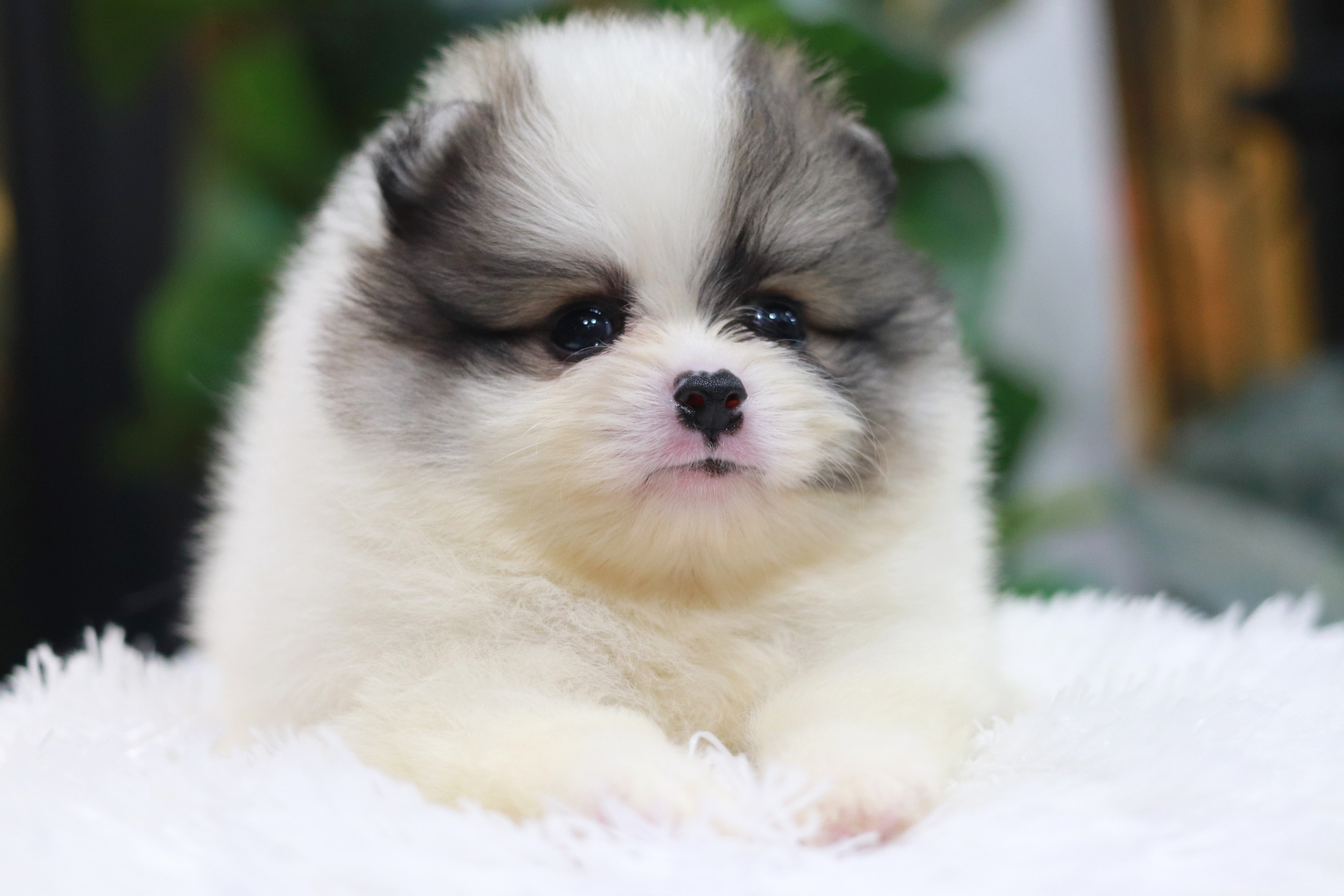 ปอมเมอเรเนียน เพศผู้ แฟนซีขนแน่นๆ