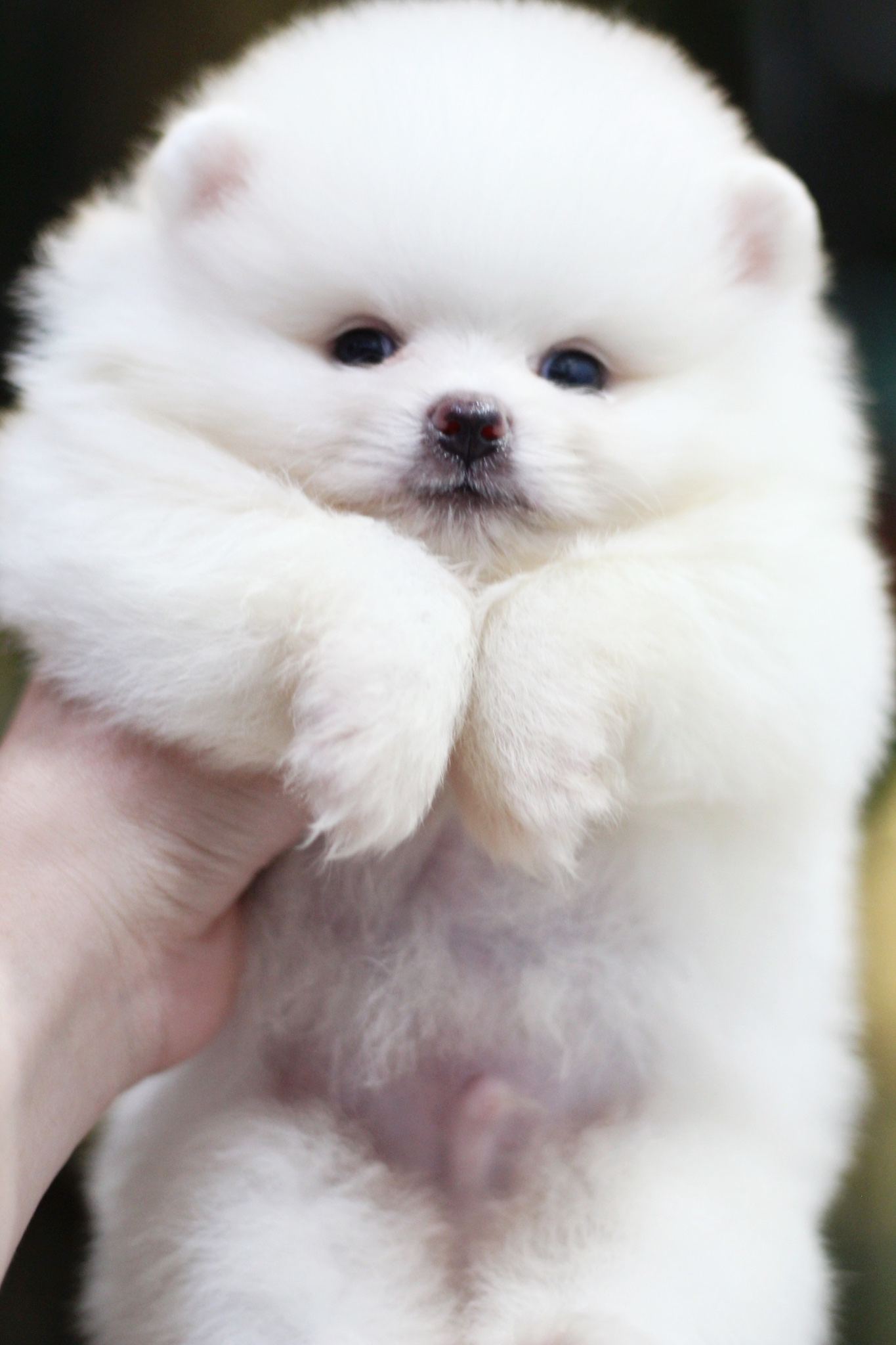 ปอมเมอเรเนียน เพศผู้ สีขาวครีม