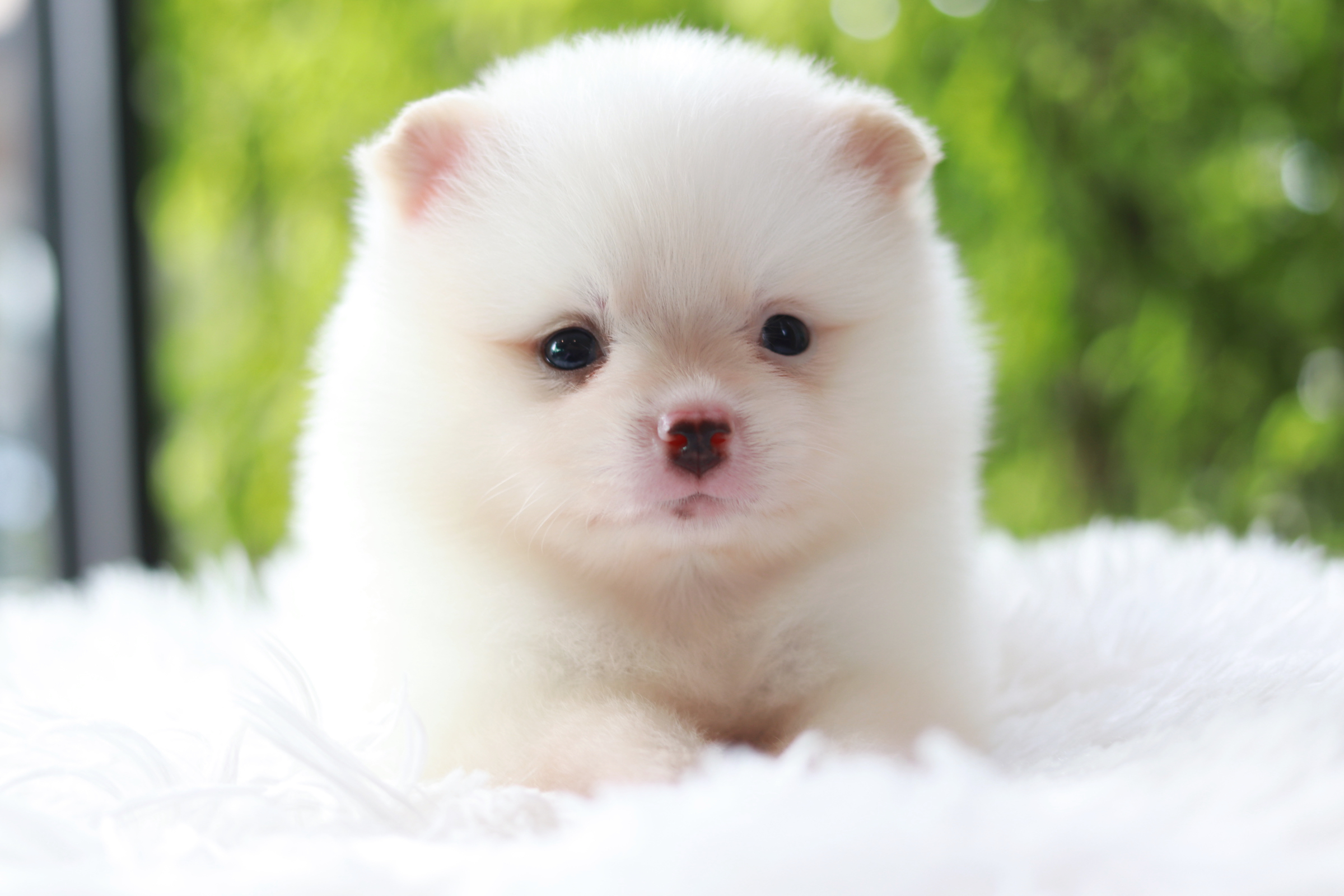 ปอมเมอเรเนียน เพศผู้ สีขาวครีม