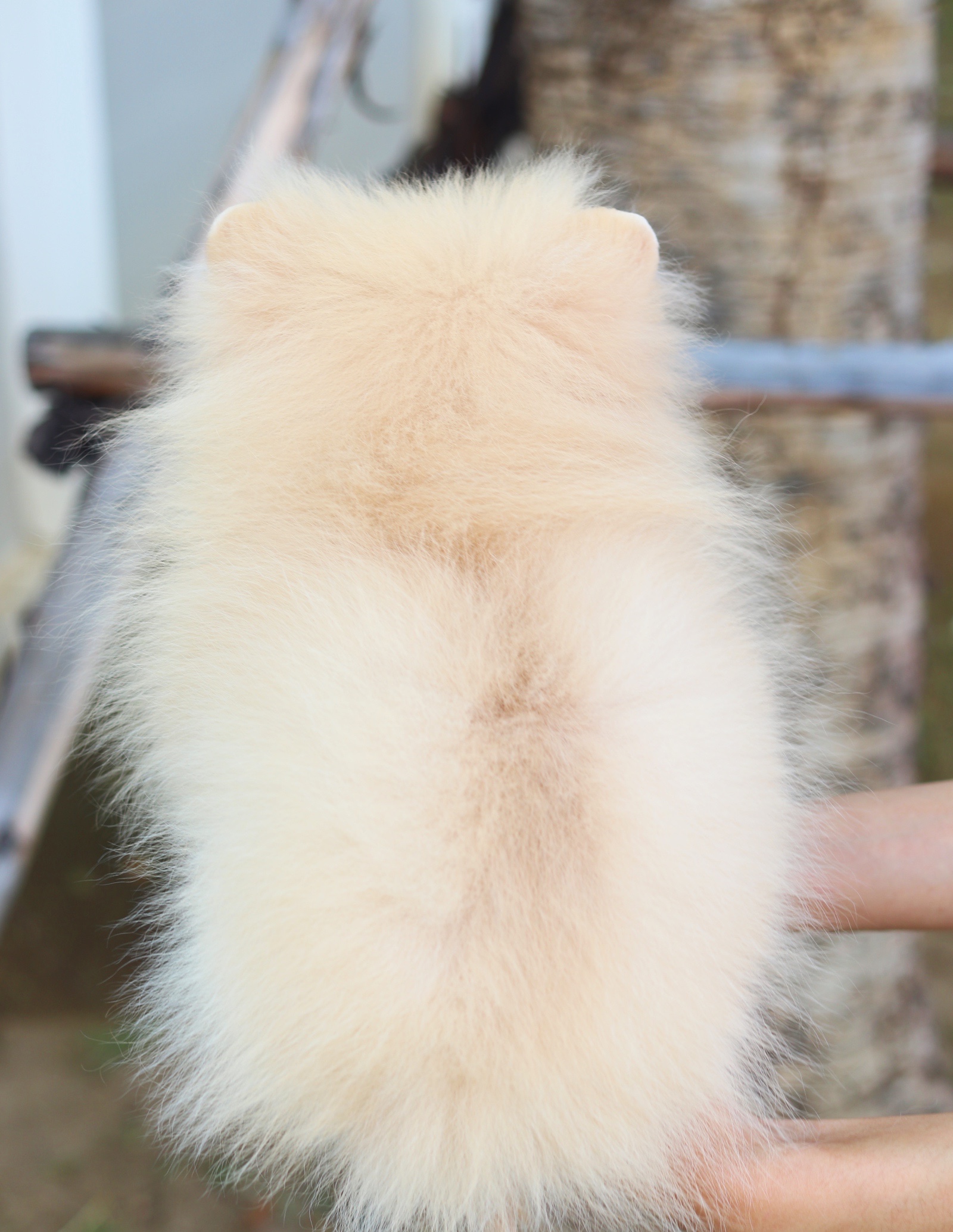 ปอมเมอเรเนียน เพศผู้ สีขาวครีม สามเดือน