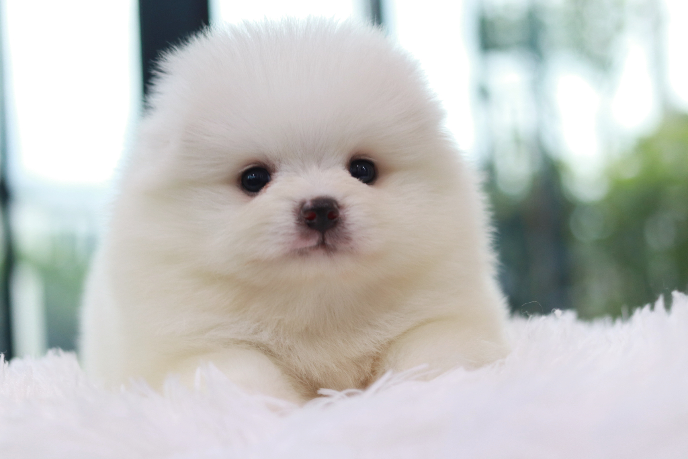 ปอมเมอเรเนียน เพศผู้สีขาว ไซส์ปกติ