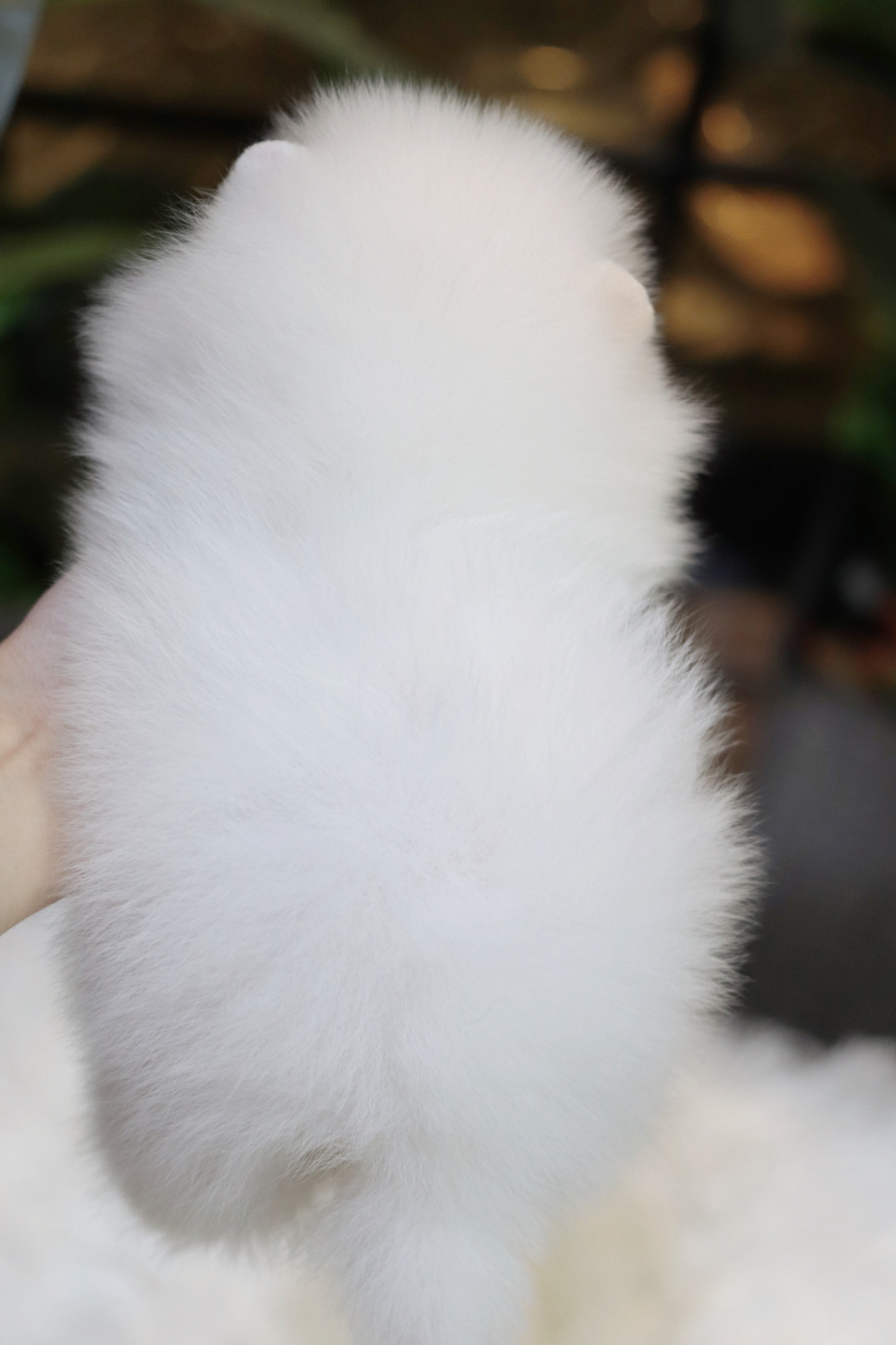 ปอมเมอเรเนียน เพศผู้ สีขาว หน้าตุ๊กตา