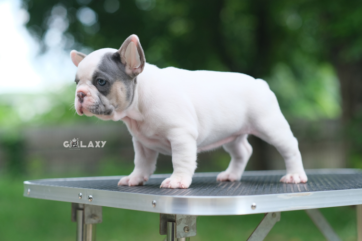 เพศผู้ สีบลูเมอร์แทนพาย สีพิเศษมี4สีในตัว ทั้งสีบลู สีเมอร์ สีแทน และสีพาย พิเศษแบบนี้ไม่ได้เกิดขึ้นง่ายๆ ใครอยากได้ลูกชายแบบลิมิเต็ดไม่ซ้ำใคร ติดต่อได้ค่ะ 0929918888